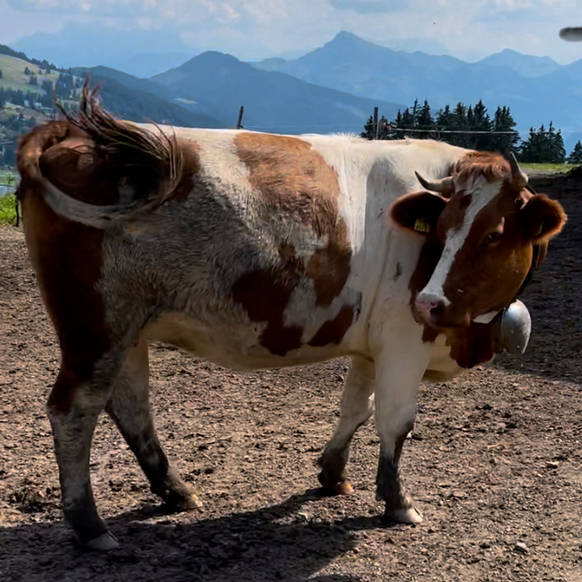 Das geht auf keine Kuhhaut