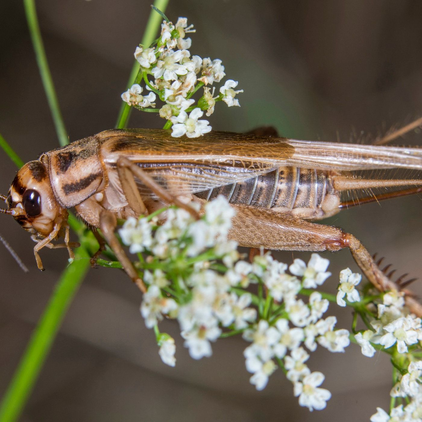Das Geschäft brummt – Insekten als Wirtschaftsfakor