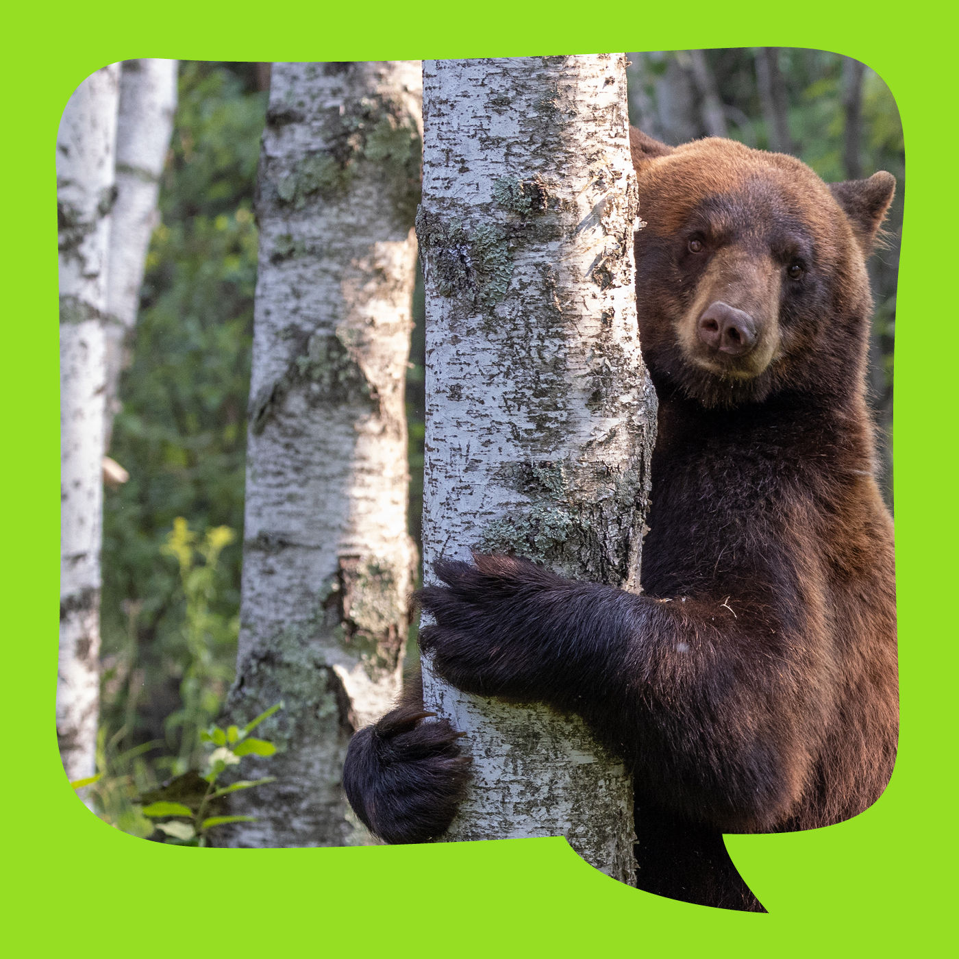 Das Geschenk der Birke | türkisches Märchen | erzählt von Gudrun Rathke