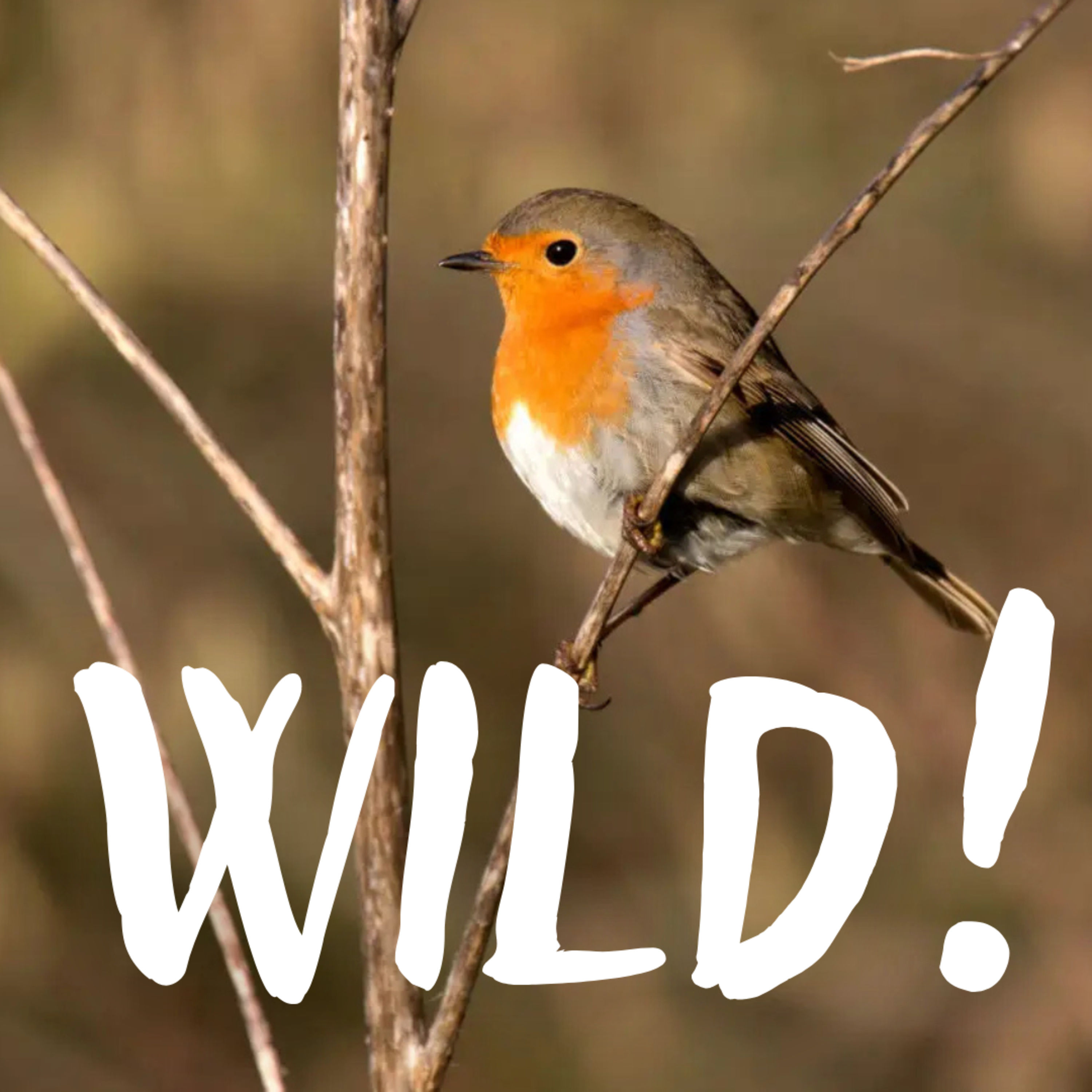 Das Gezwitscher der Wintervögel – mit Manuel Tacke (NAJU)