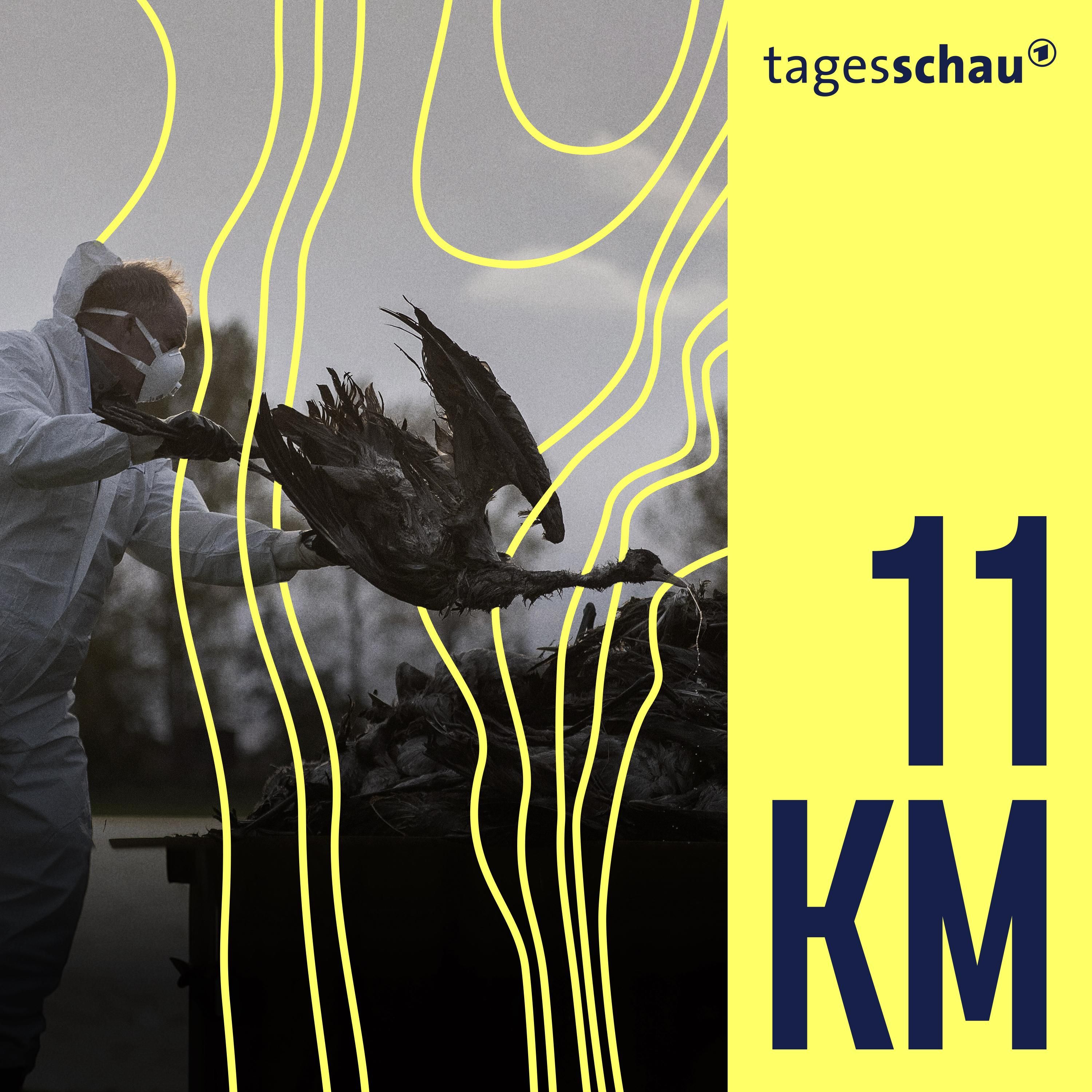 Das große Sterben: Wie gefährlich ist die Vogelgrippe?