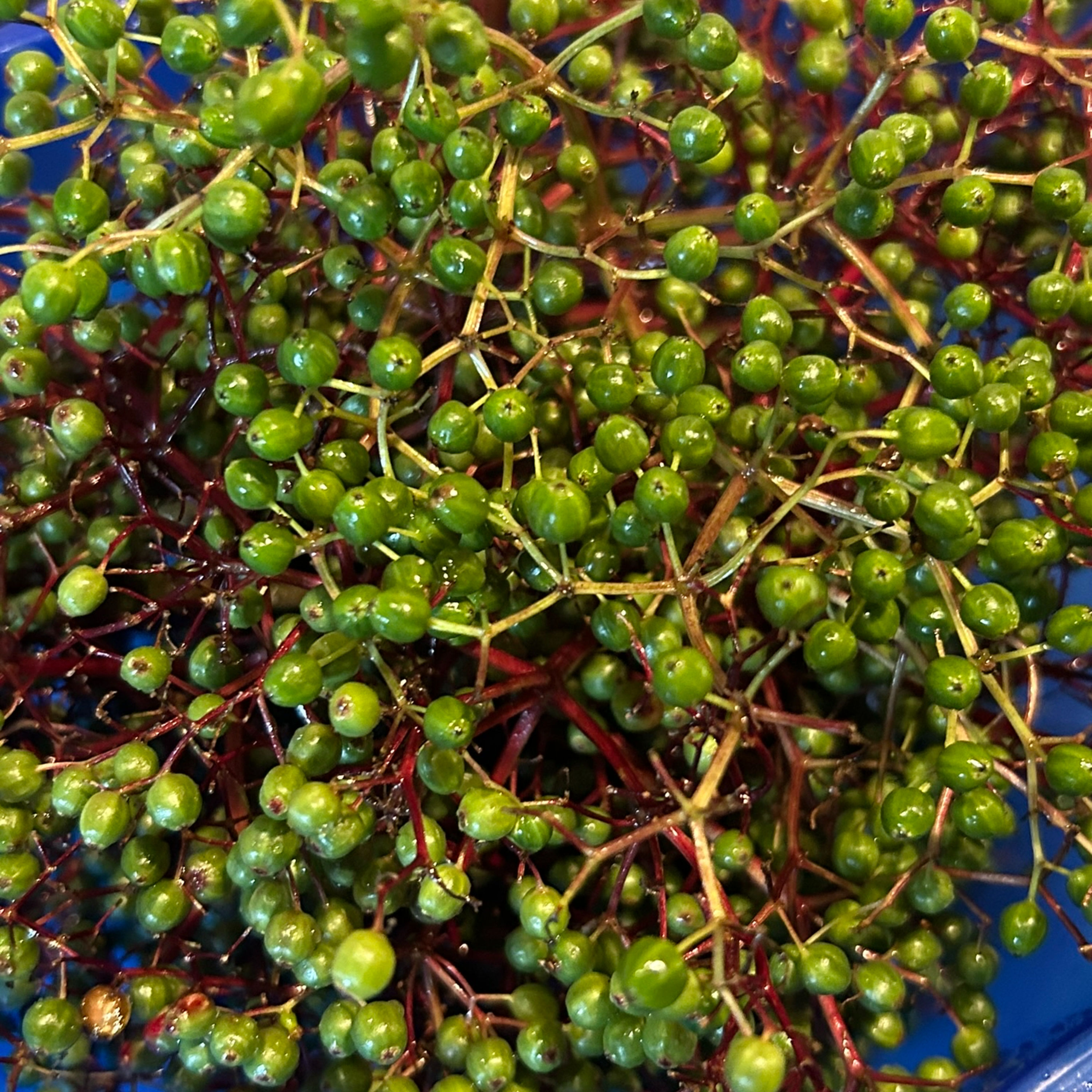 Das Jahresrad/Wildobst lecker schmecker