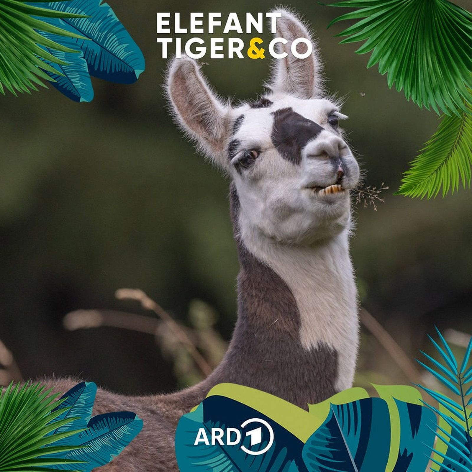 Das Lama - ein Haustier mit eigenem Kopf