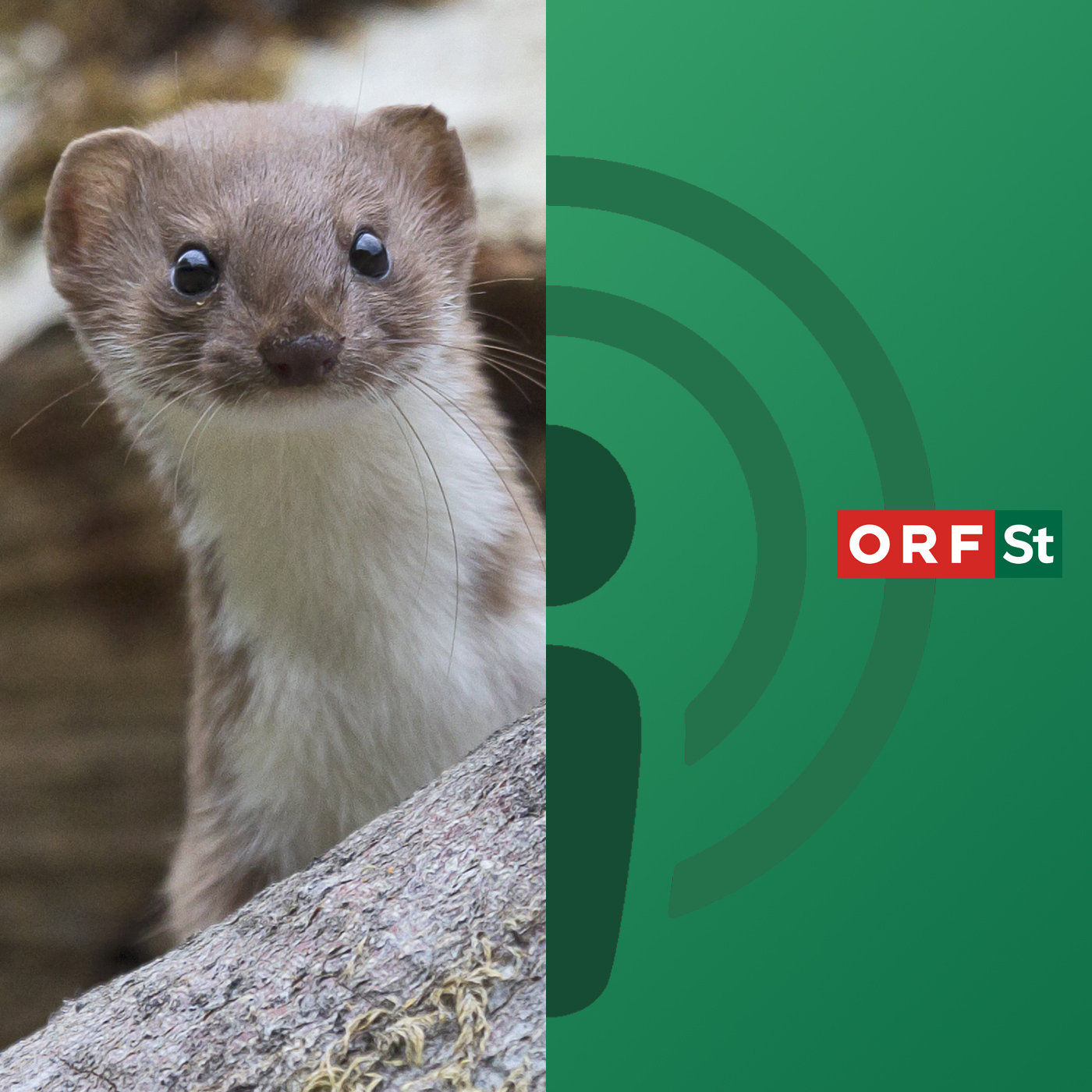 Das Mauswiesel am Podest!