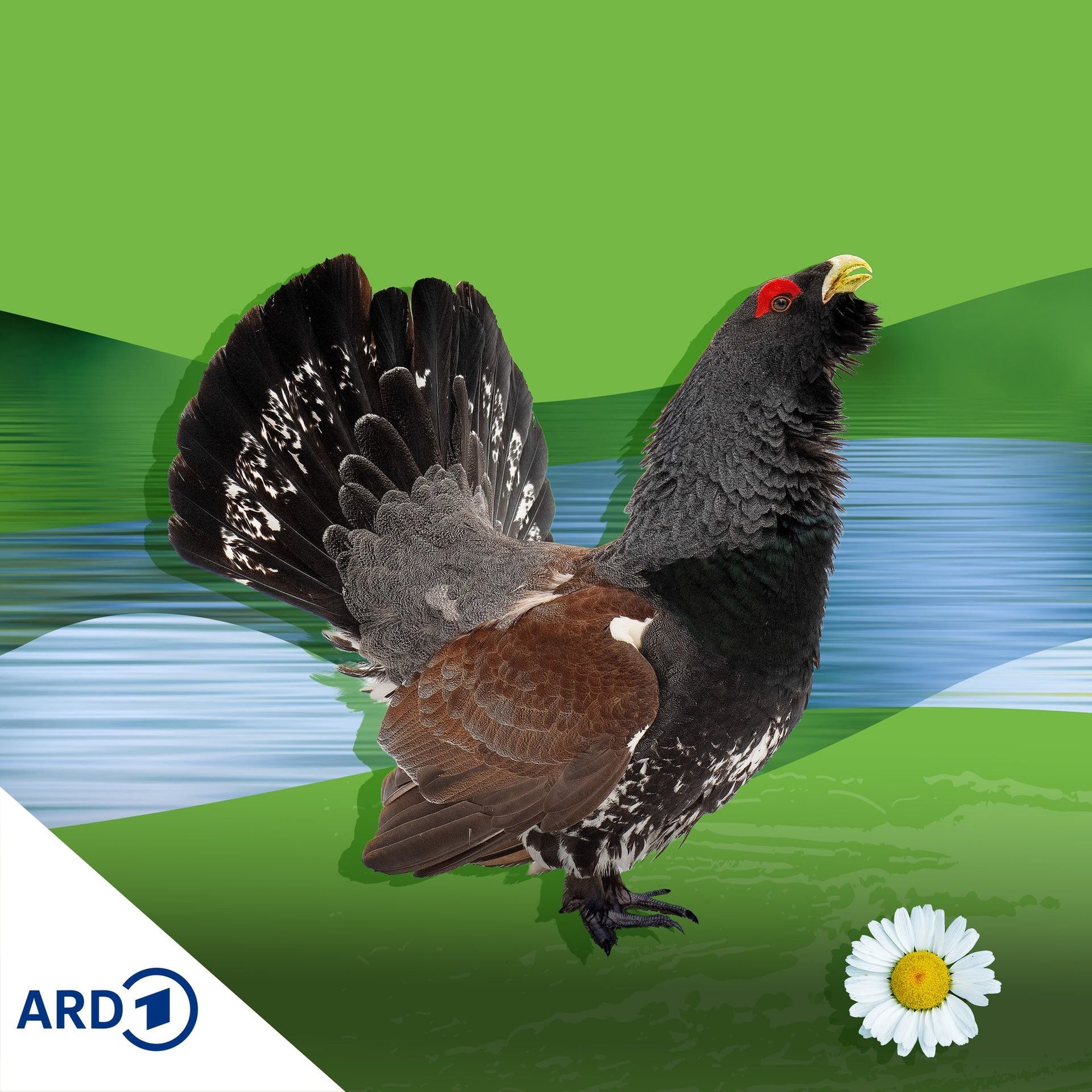 Das Murmeln der Murg – Heimatgefühle (10/10)