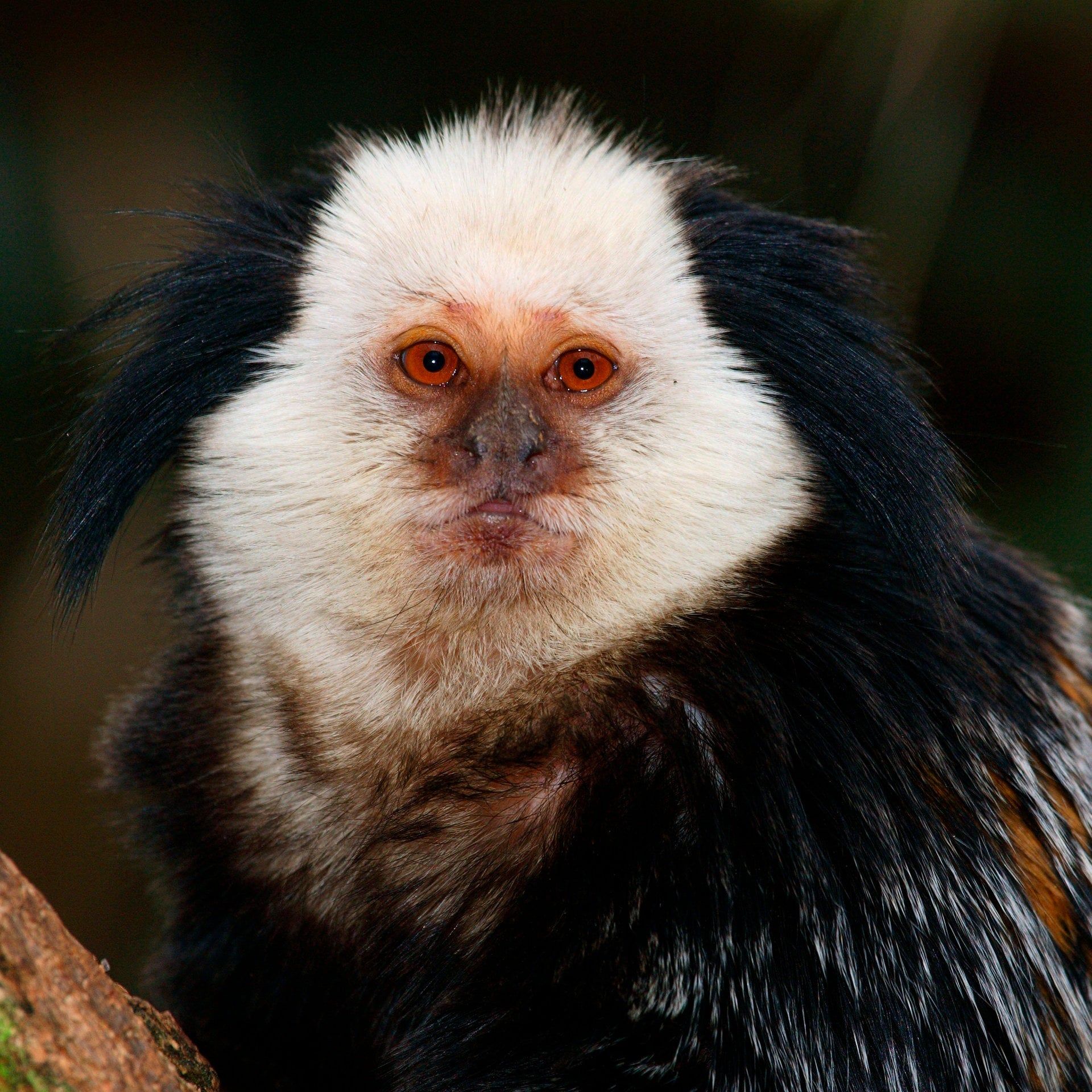 Das Pinseläffchen Mitz – und wie es die Welt sah