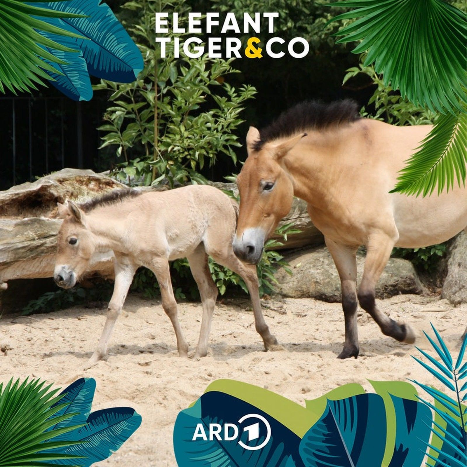 Das Przewalski-Pferd - echt und ursprünglich