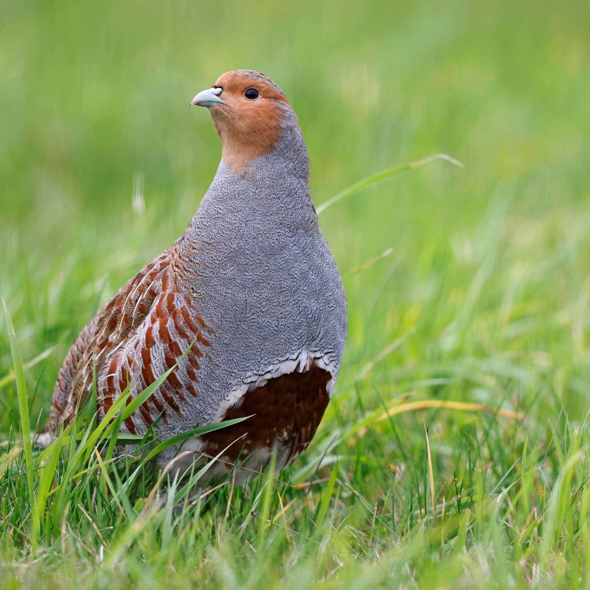 Das Rebhuhn ist Vogel des Jahres