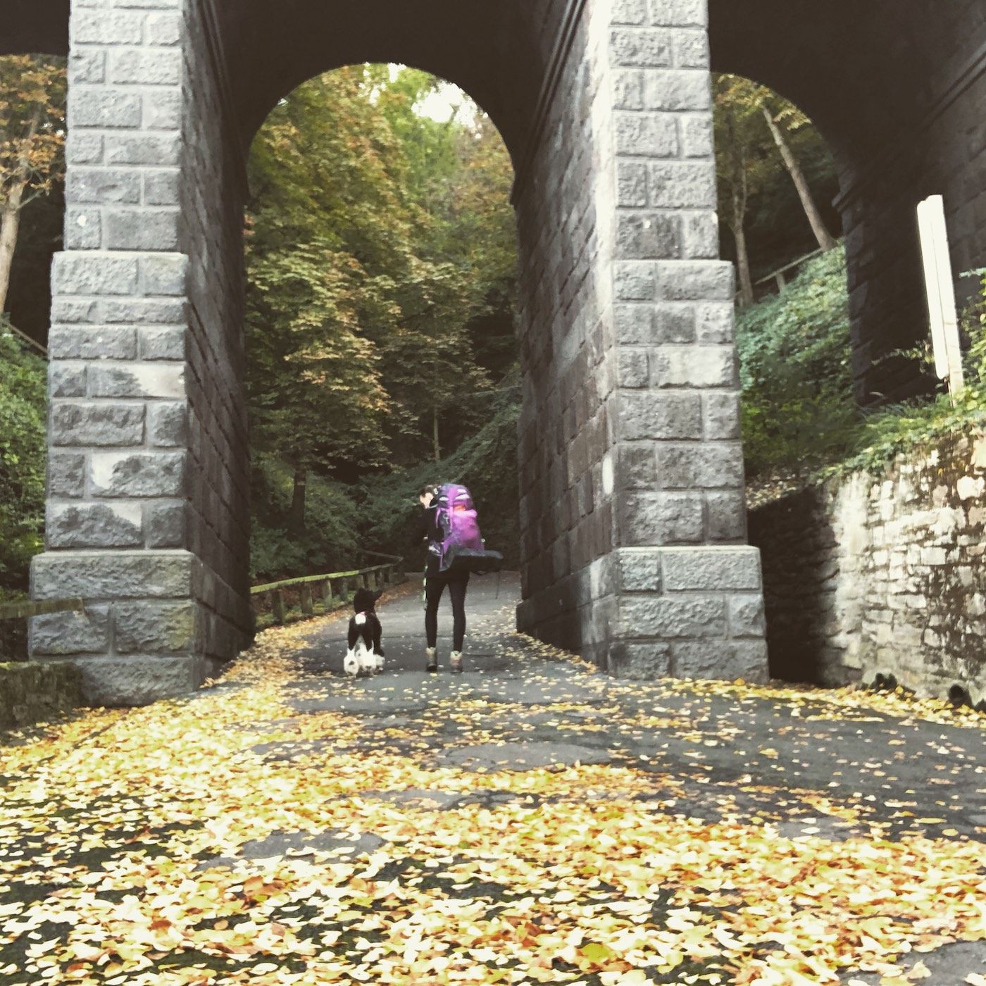 Das Wandern ist des Pudels Lust - Weitwandern mit Hund