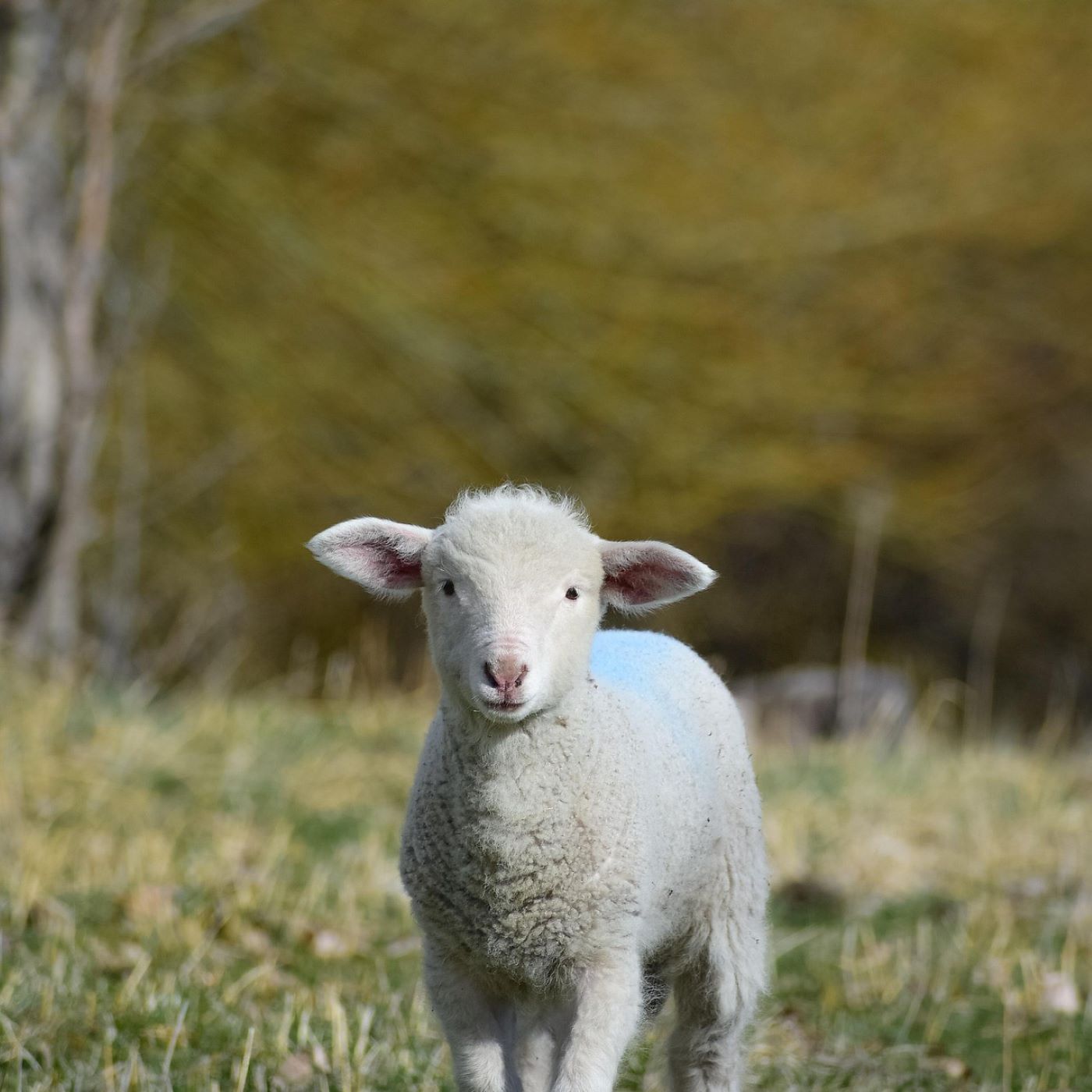 "Der Dackel und das Schäfchen"