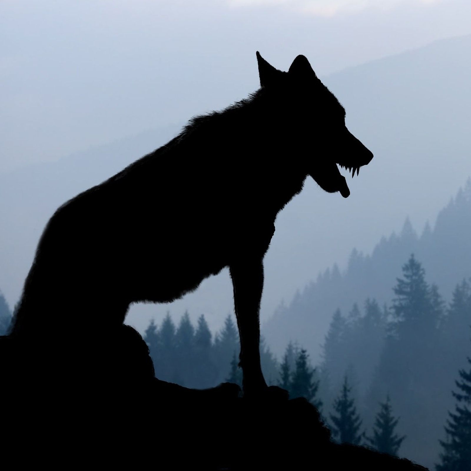 Der Dreibeinige Hund von Görlitz