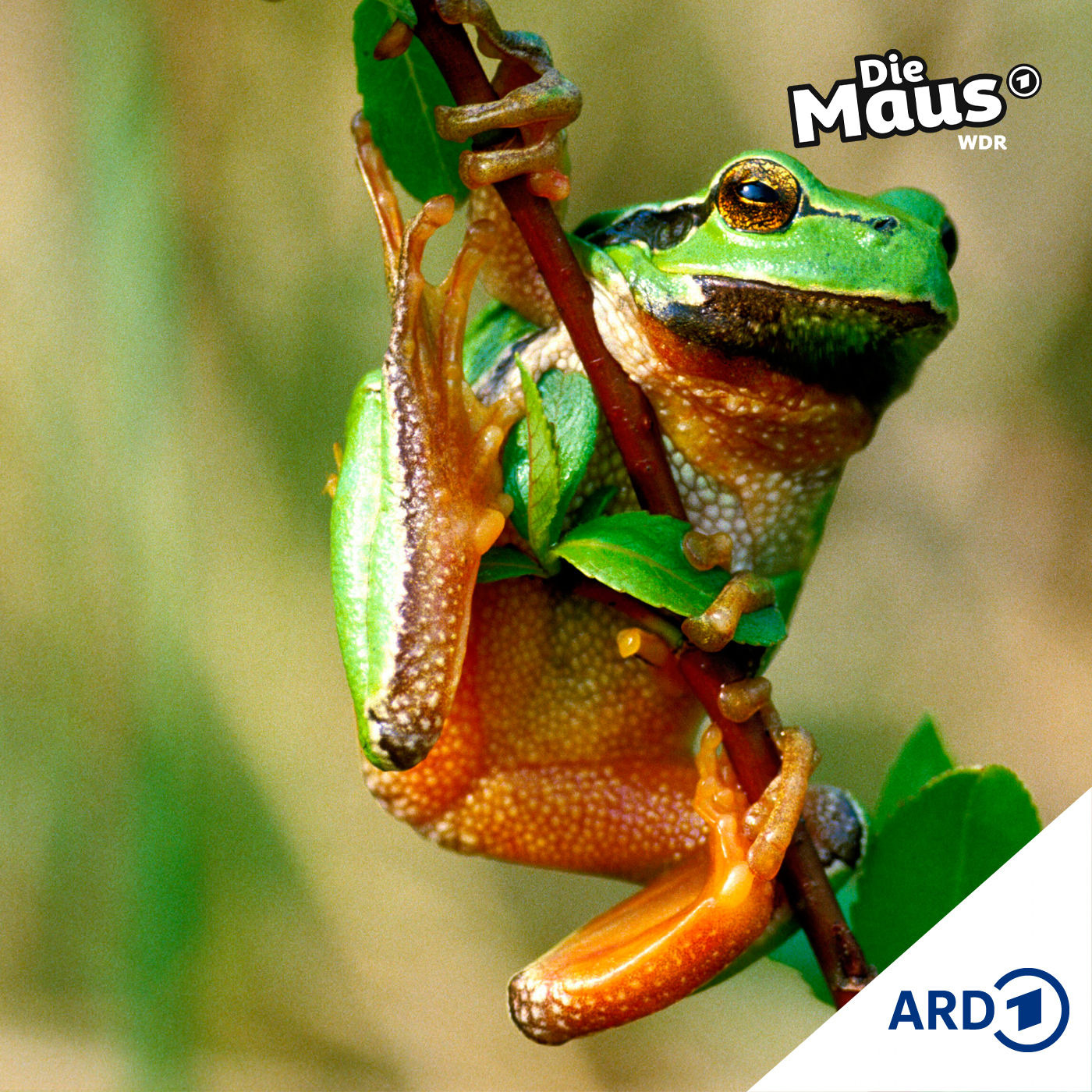 Der Frosch, der kein Prinz sein wollte (5/7) | Lustiges ab 6 Jahren