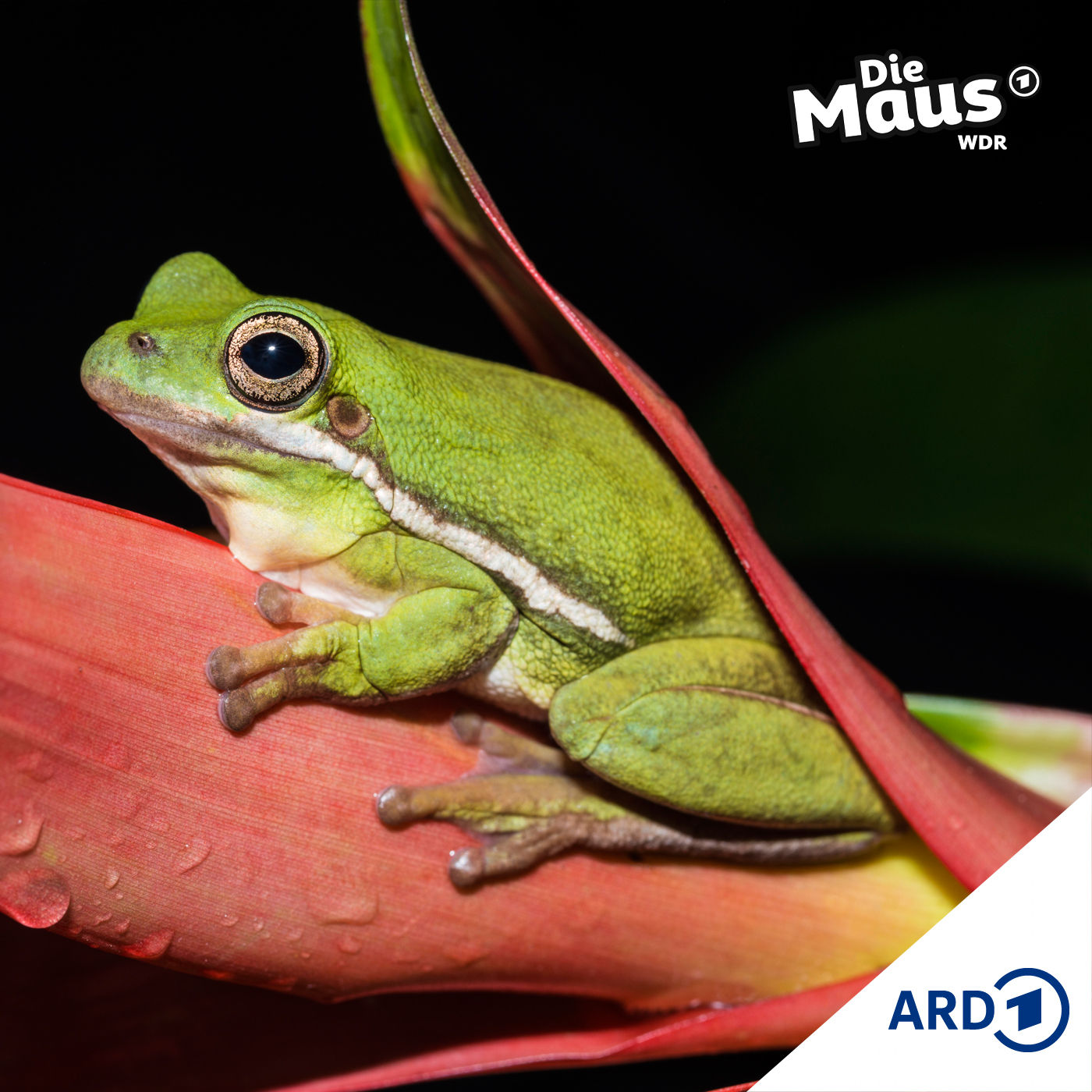 Der Frosch, der kein Prinz sein wollte (7/7) | Lustiges ab 6 Jahren