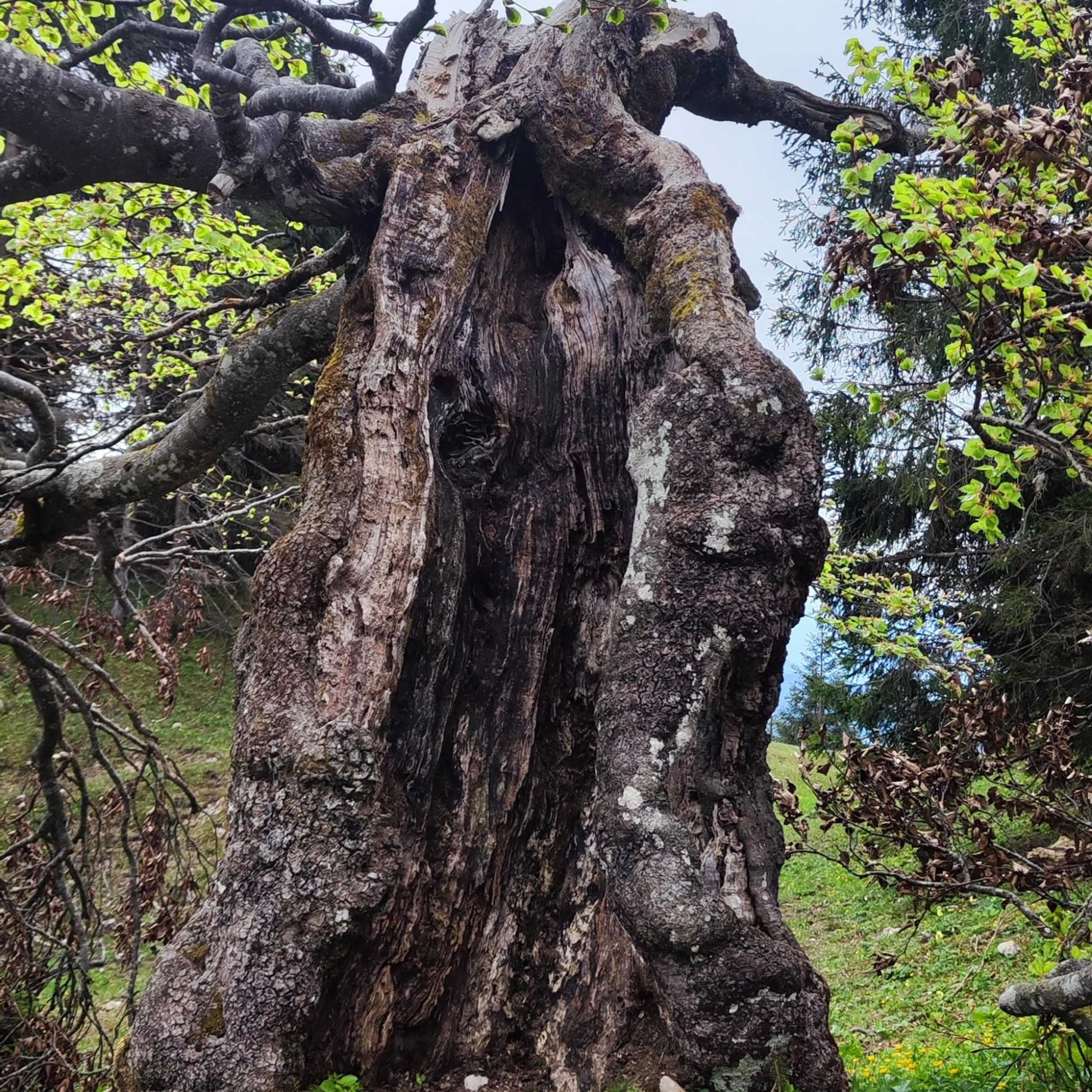 Der Glaube um die Zwieselbäume--magisch, mystisch