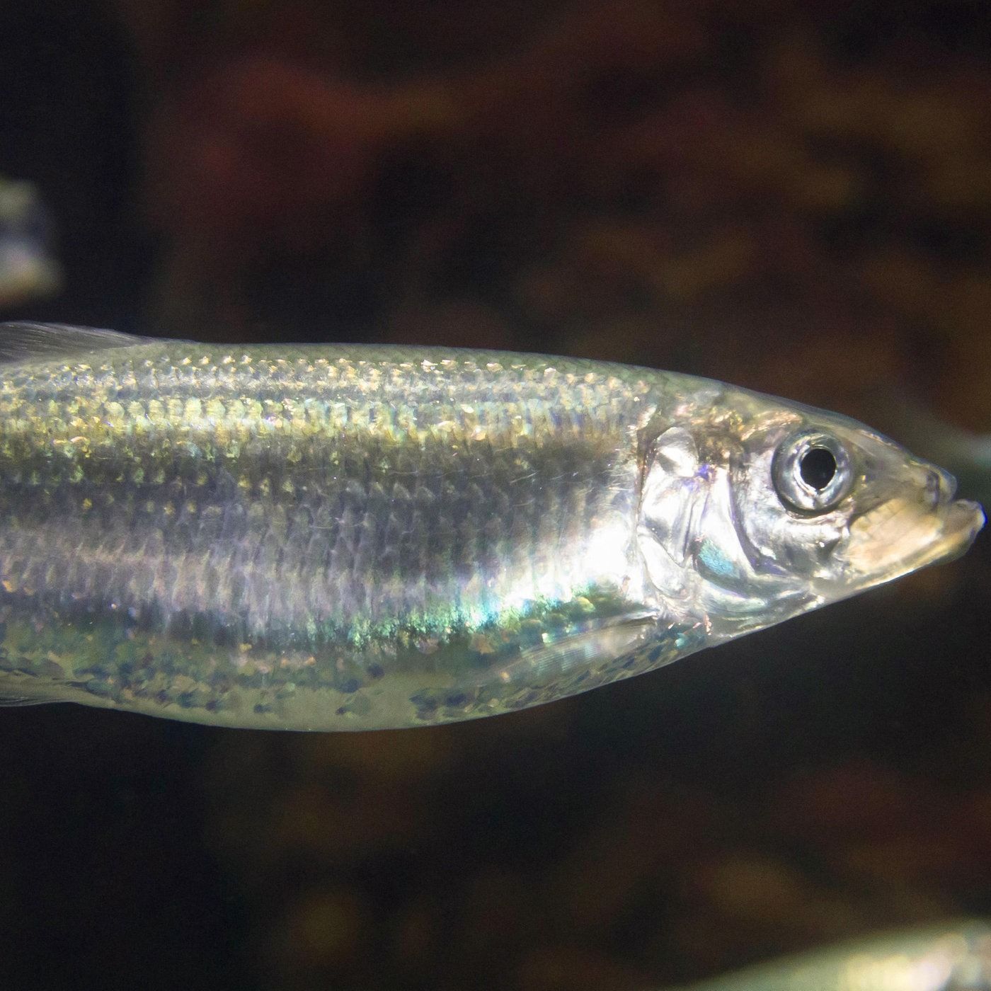 Der Hering - das Silber der Meere