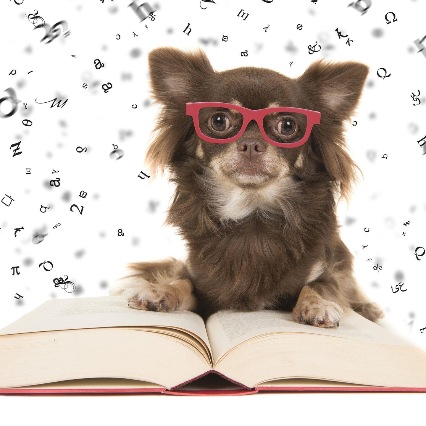 Der hochbegabte Hund