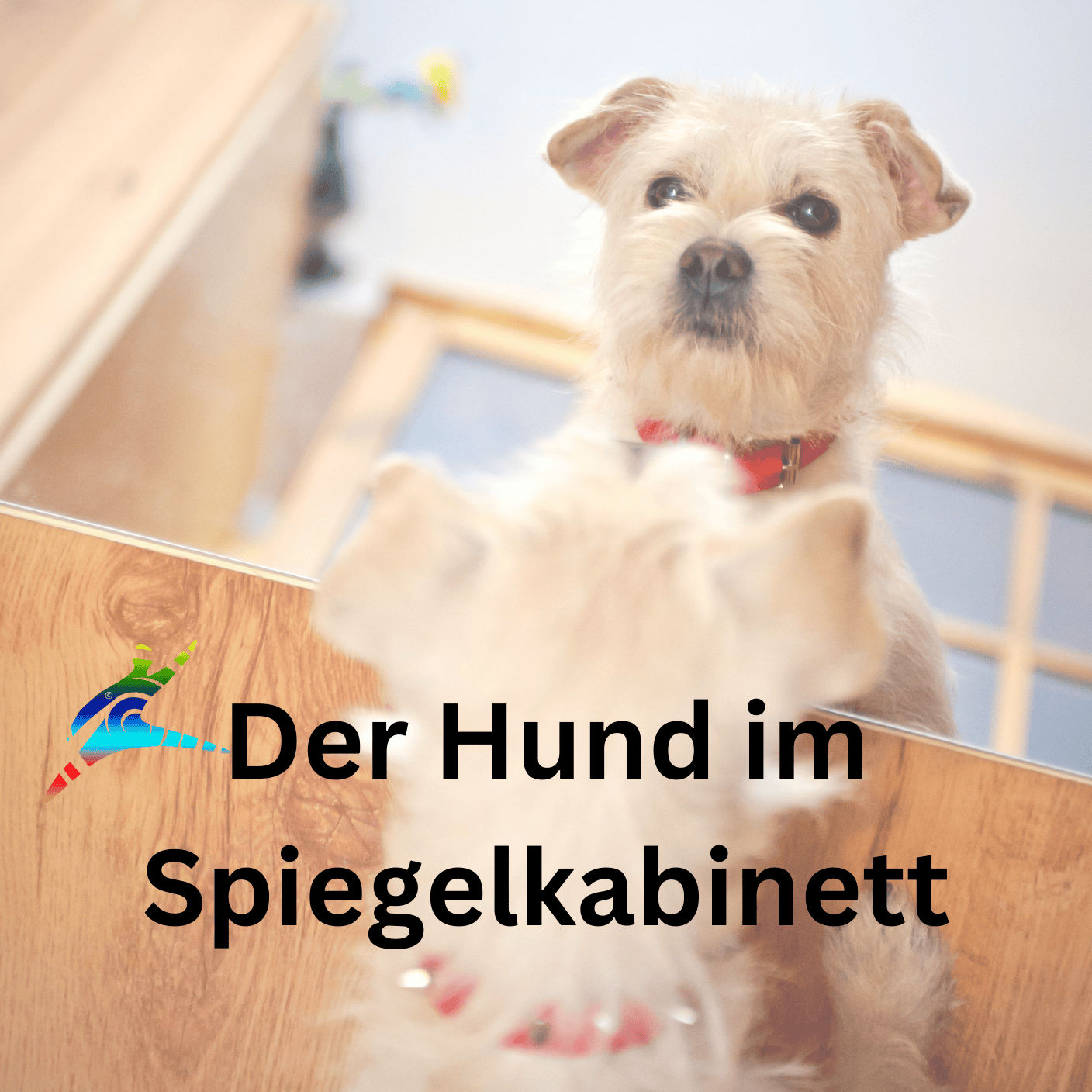 Der Hund im Spiegelkabinett: Wie du auf die Welt schaust, so schaut sie zurück