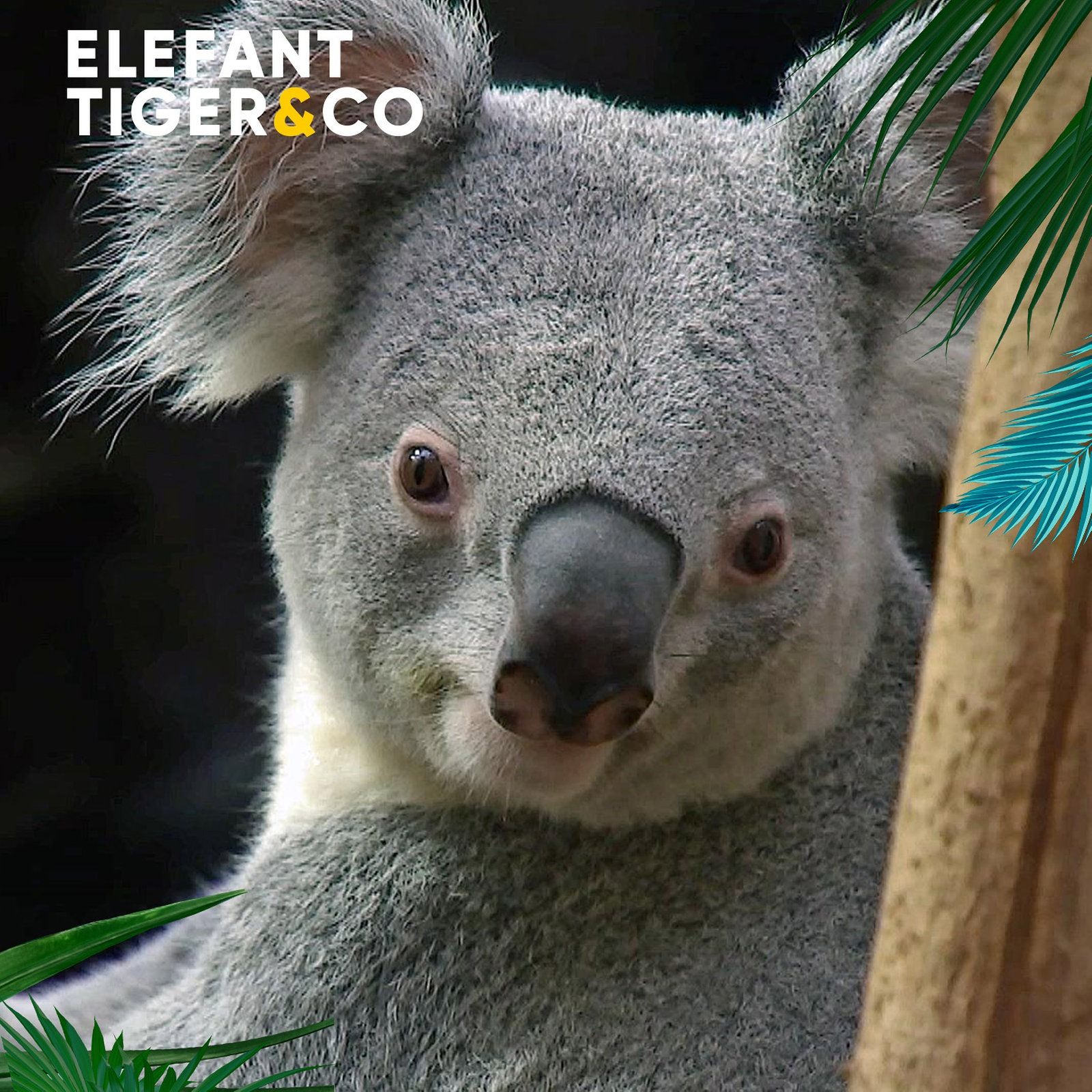 Der Koala - Ein Beuteltier hat uns im Sack