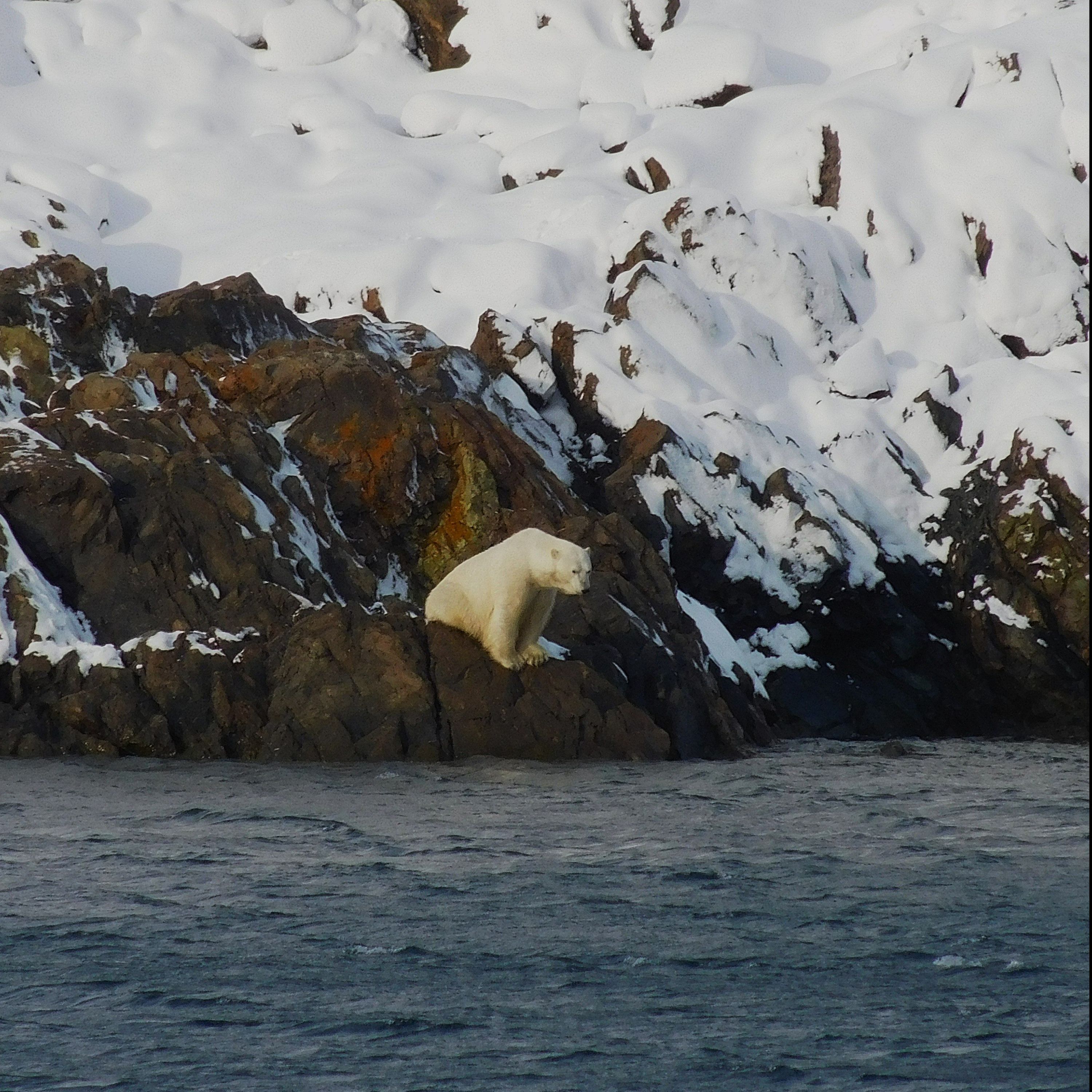 Der König der Arktis