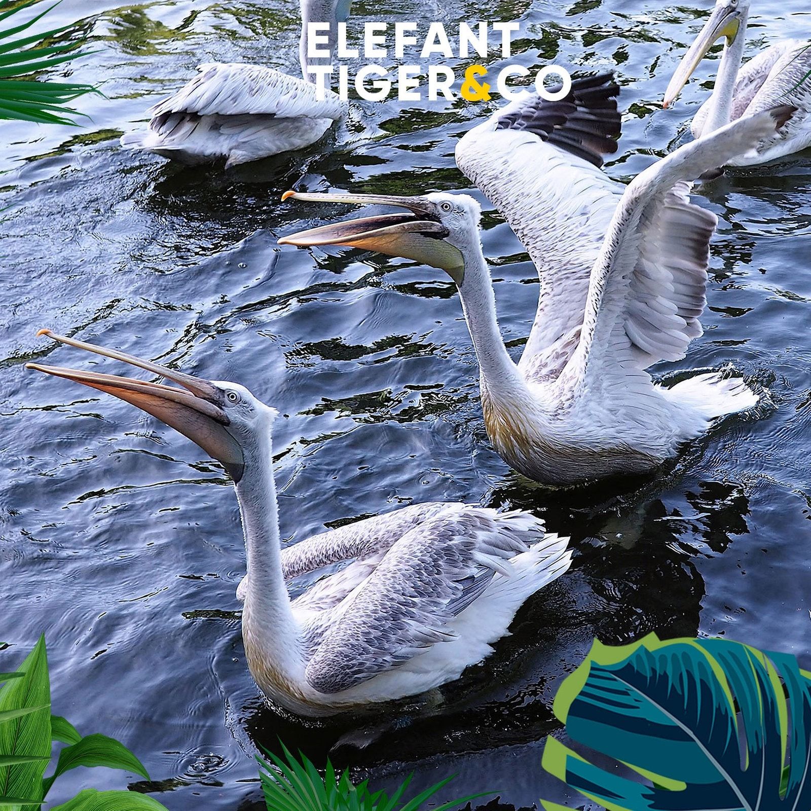 Der Krauskopf-Pelikan