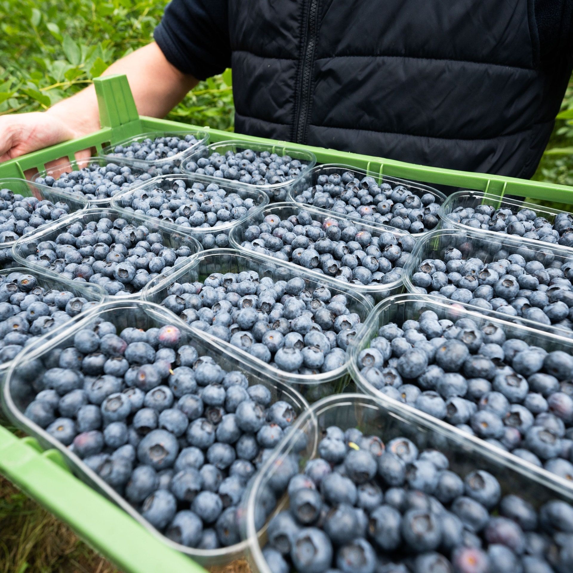 Der Mindestlohn steigt: Macht das den Obst- und Gemüseanbau zu teuer?