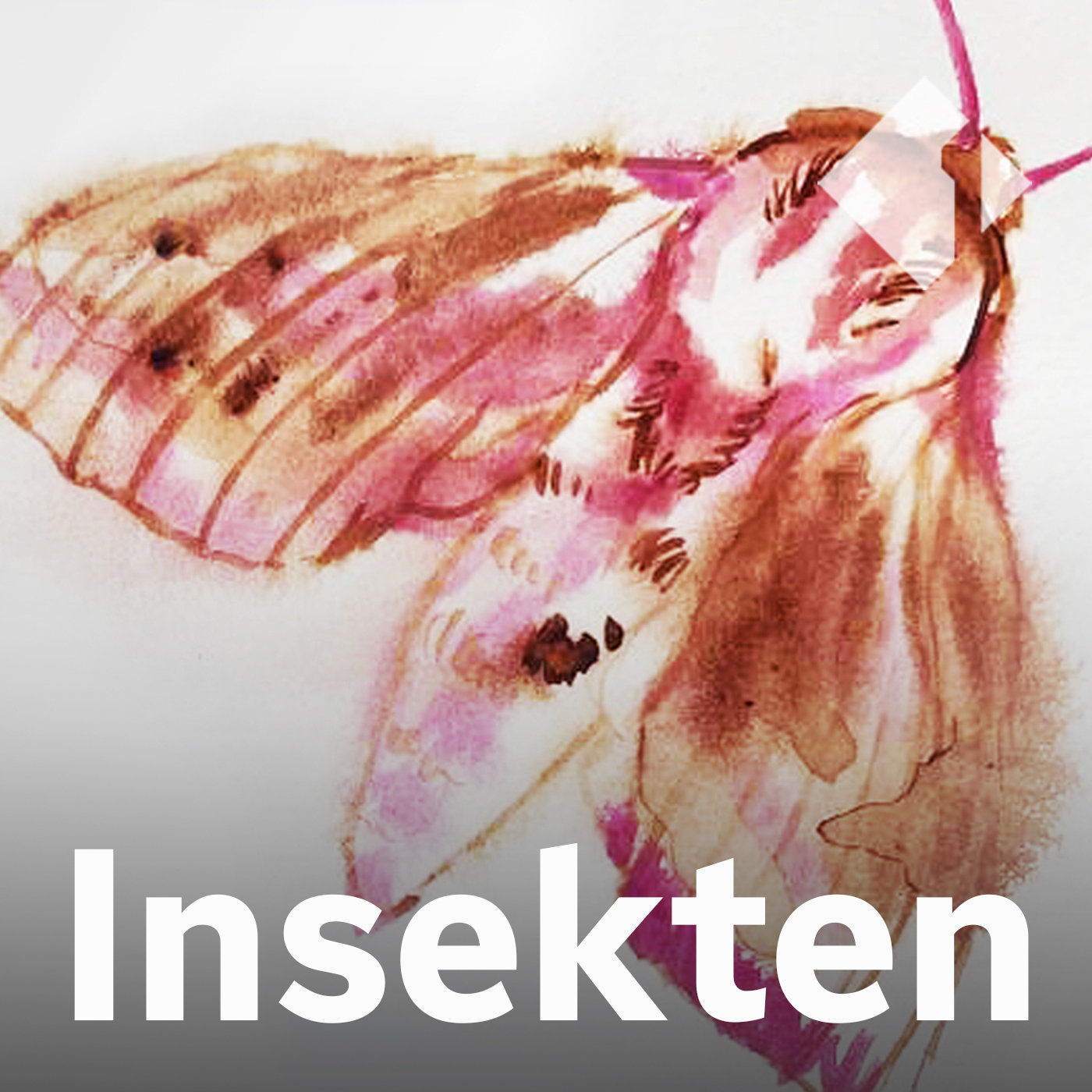 Der mittlere Weinschwärmer