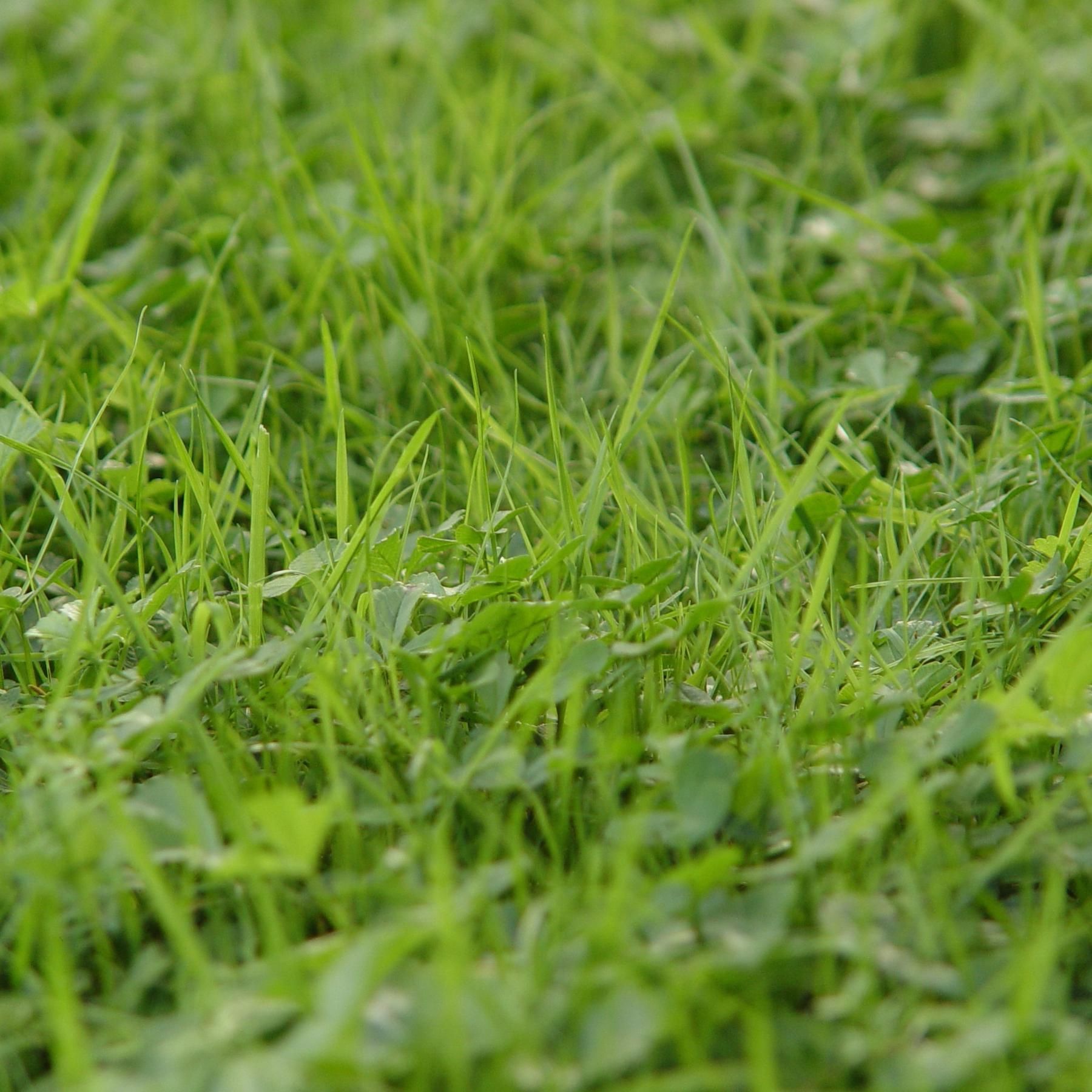 Der Rasen – Heiliger Teppich oder ökologische Wüste?