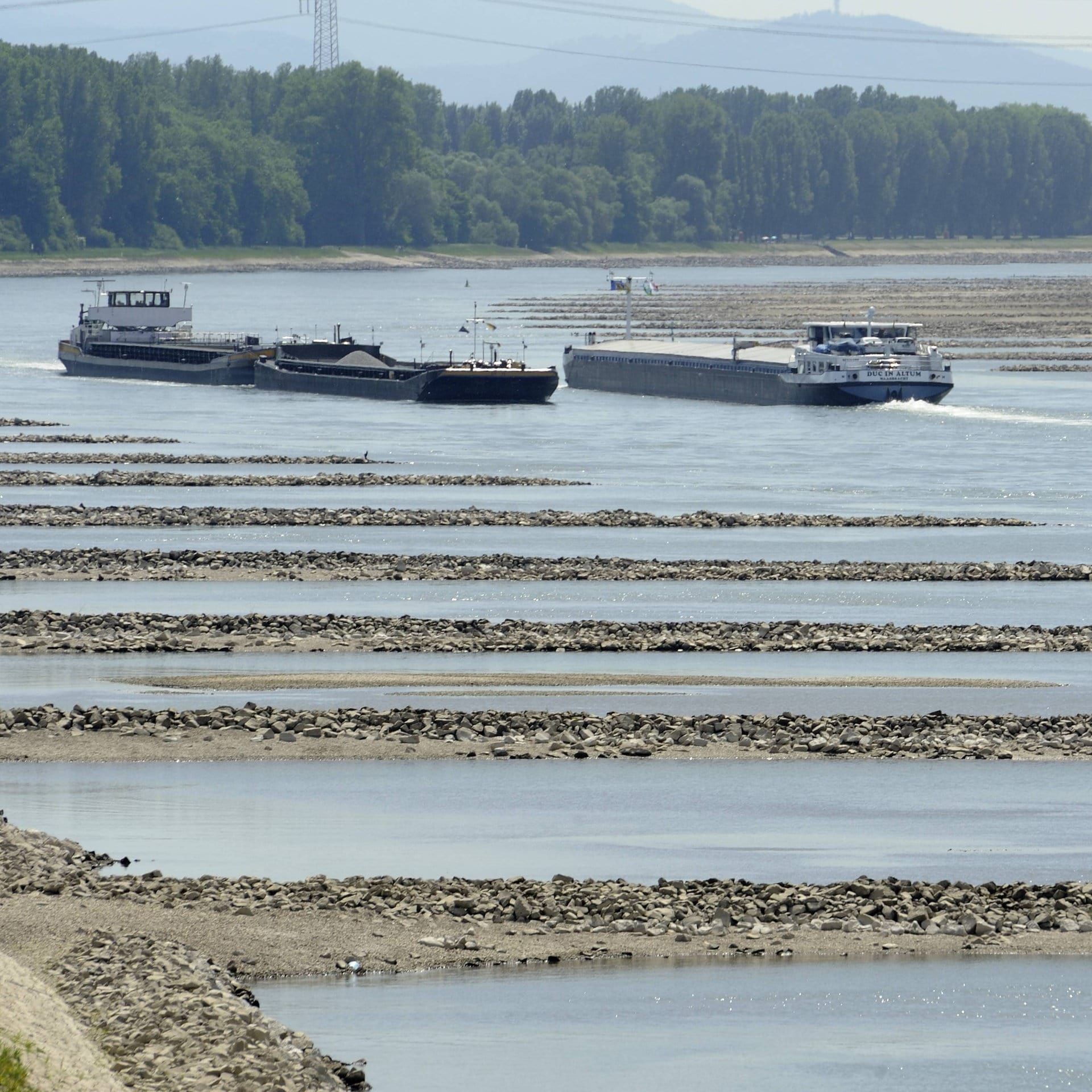 Der Rhein erwärmt sich stetig – schlecht für Fische und Schifffahrt