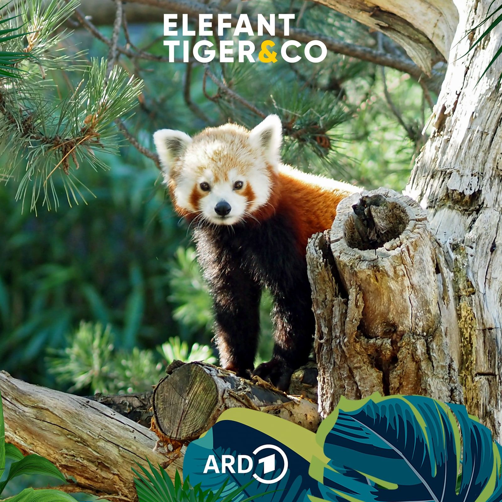 Der Rote Panda - Held des neuen ETC-Podcasts