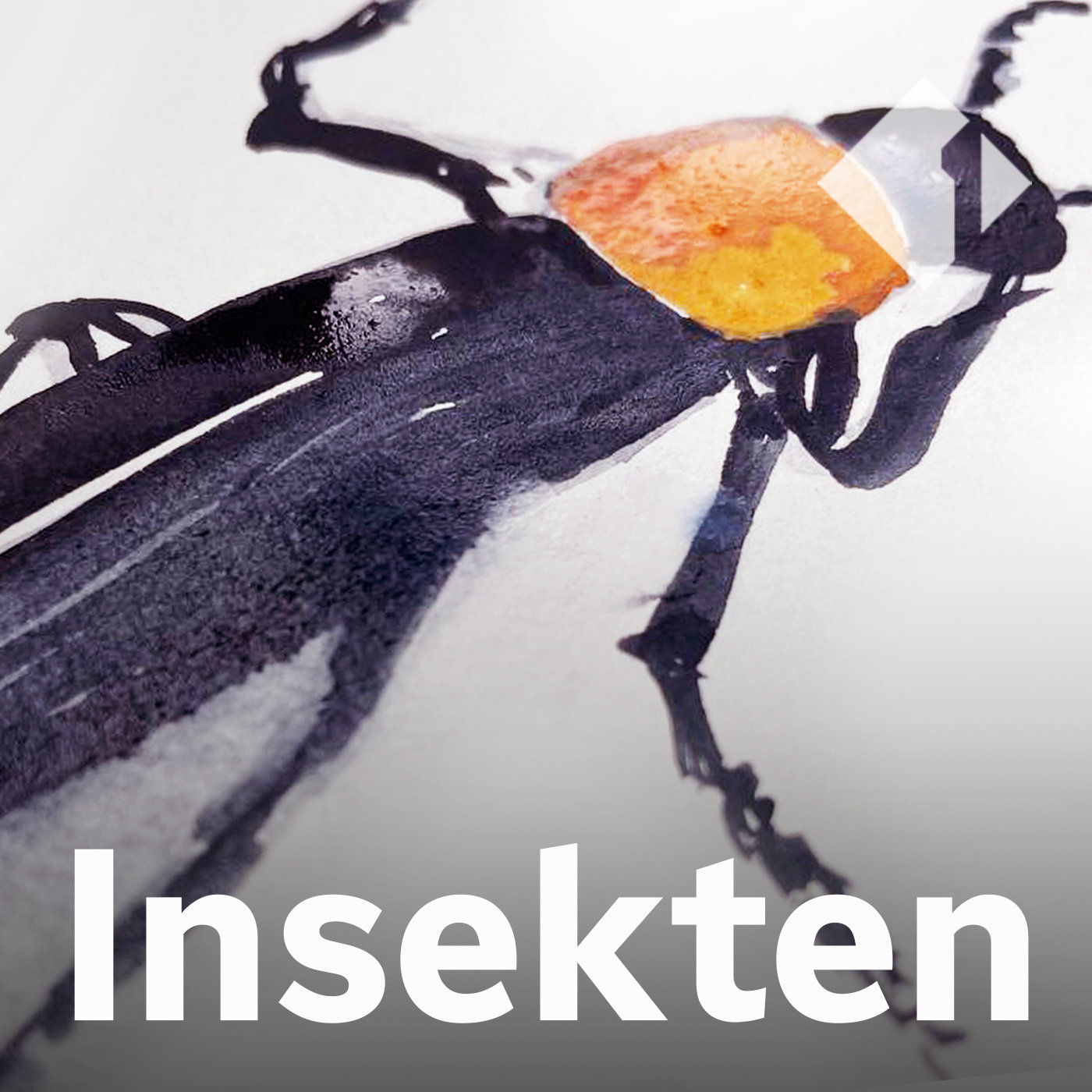 Der Rothalsige Düsterkäfer