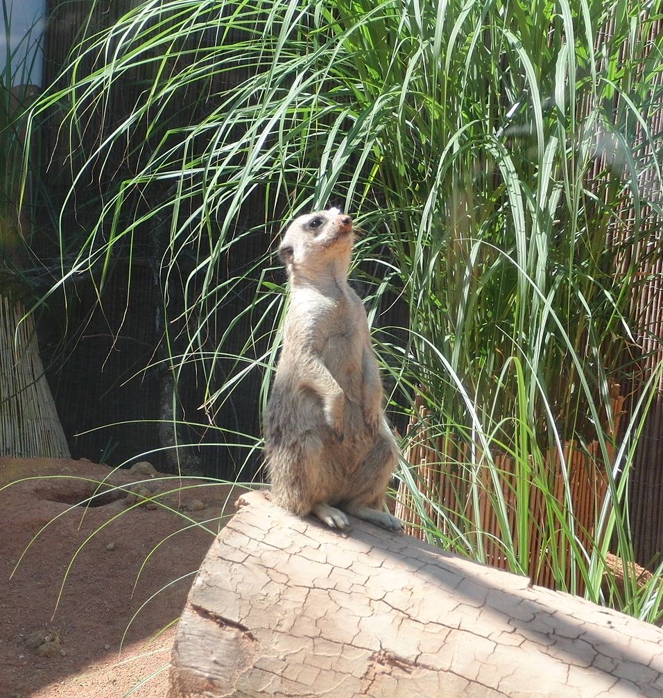 Der Tiergarten Ulm im Corona-Lockdown