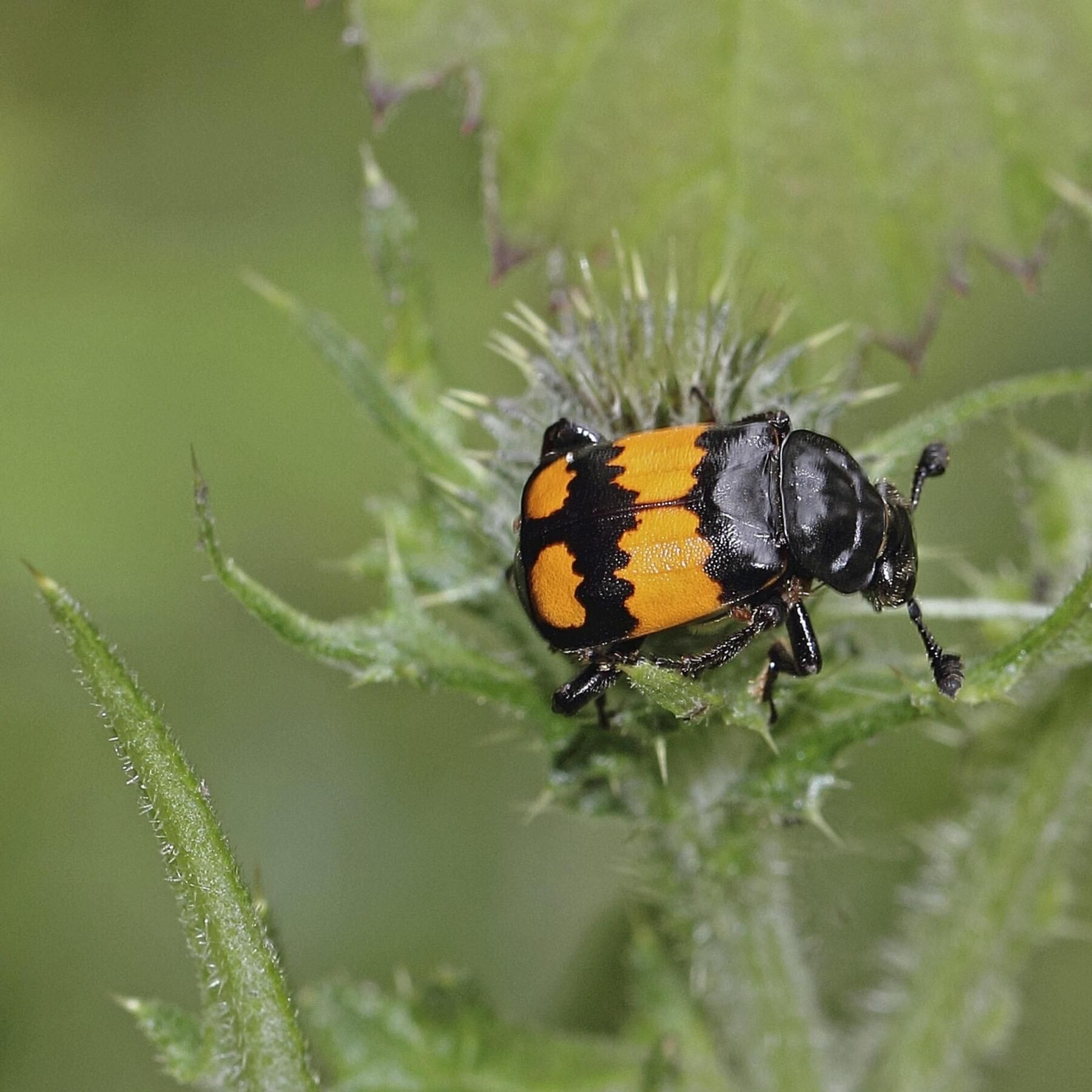 Der Totengräber-Käfer - Warum er für die Forschung so interessant ist