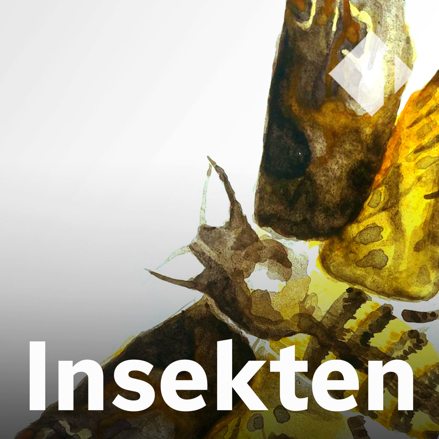 Der Totenkopfschwärmer