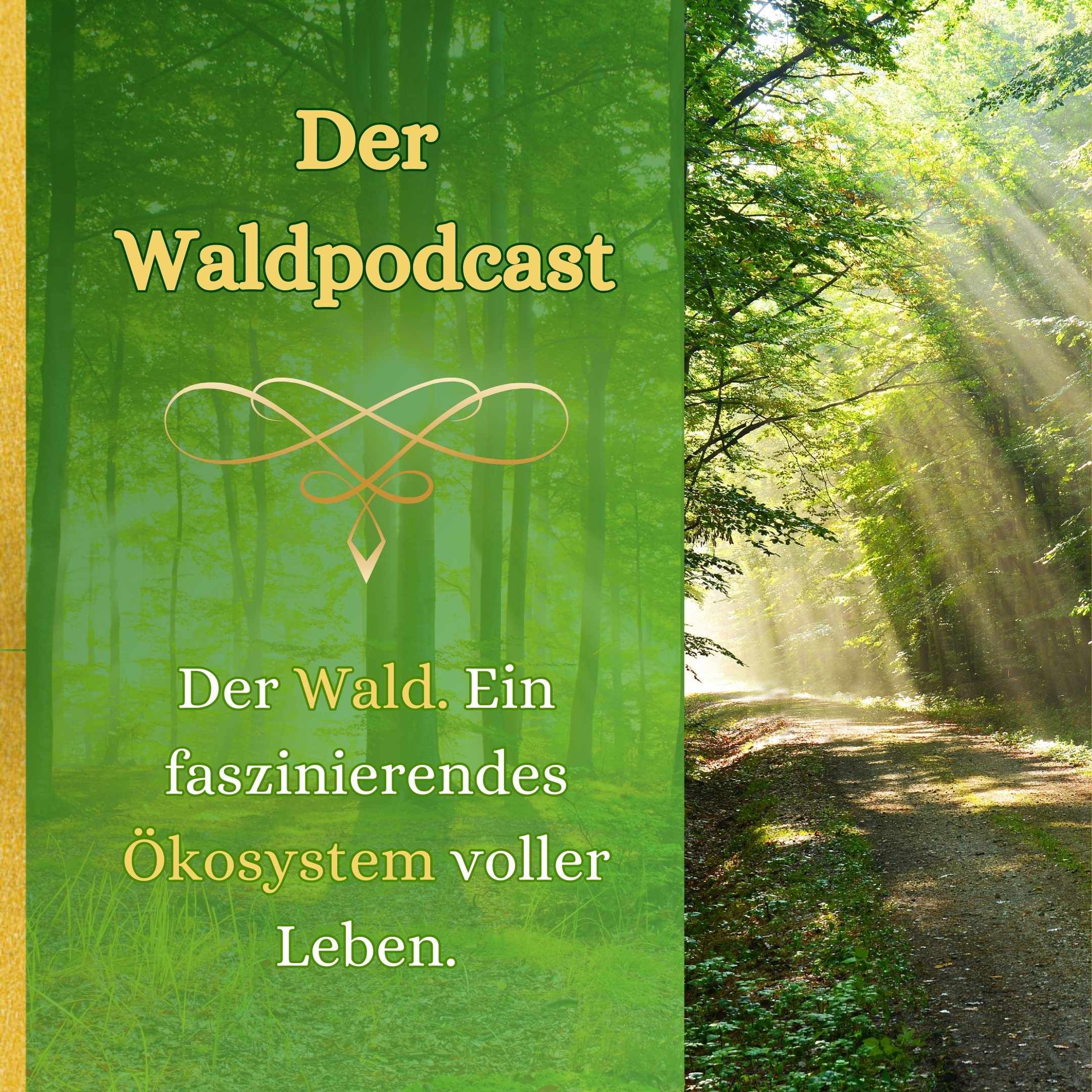 Der Wald - Ein faszinierendes Ökosystem