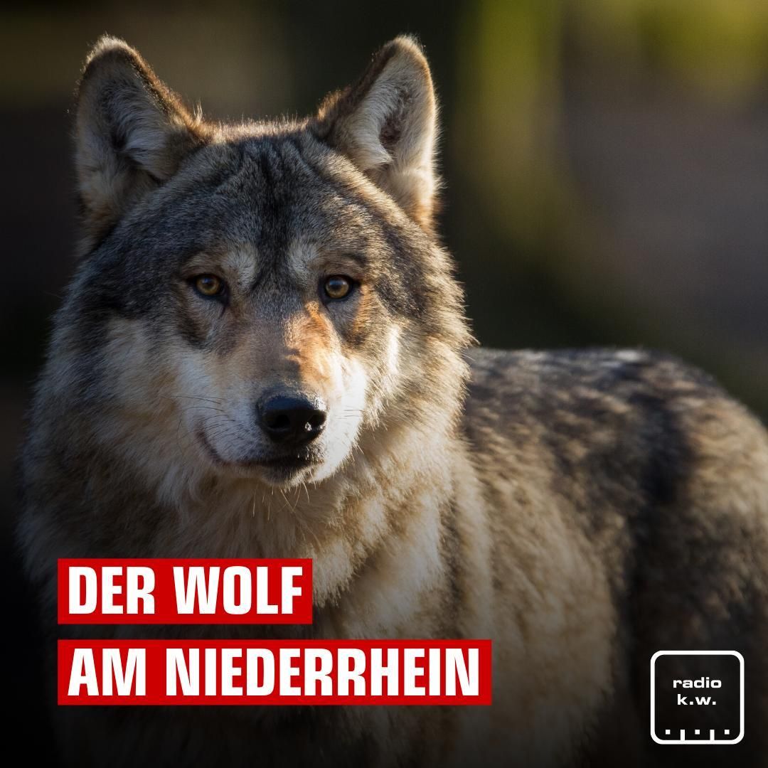 Der Wolf am Niederrhein und seine Zukunft