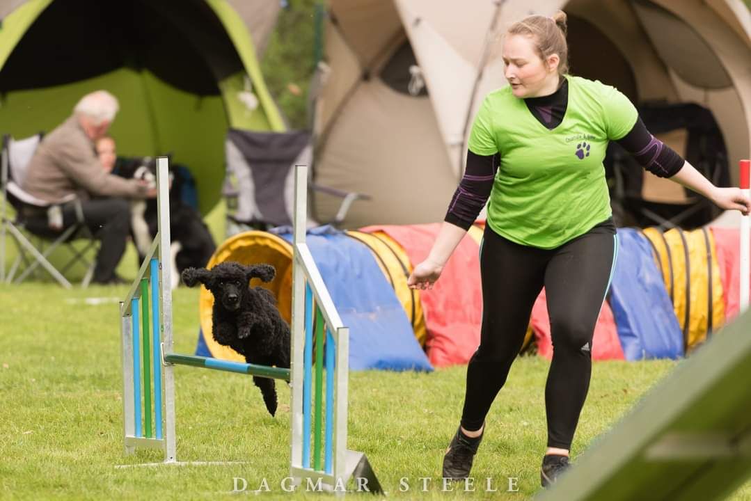 Des Pudels Begleithundprüfung.