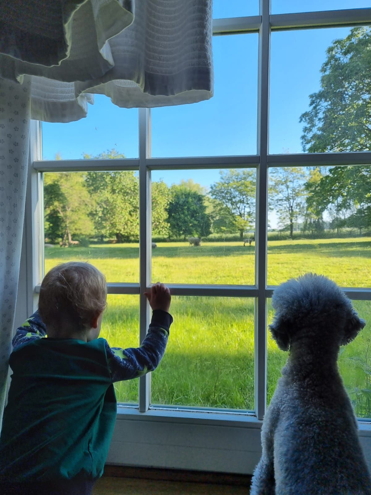 Des Pudels Kleinkind.