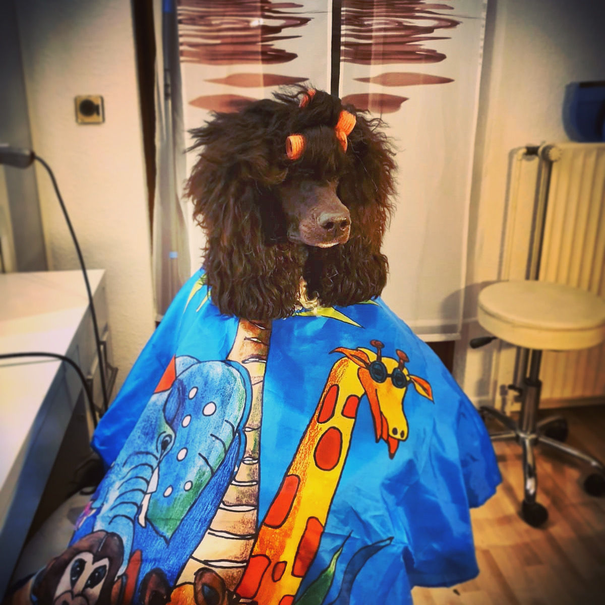 Des Pudels Pflege - Keine Angst vor der Locke!