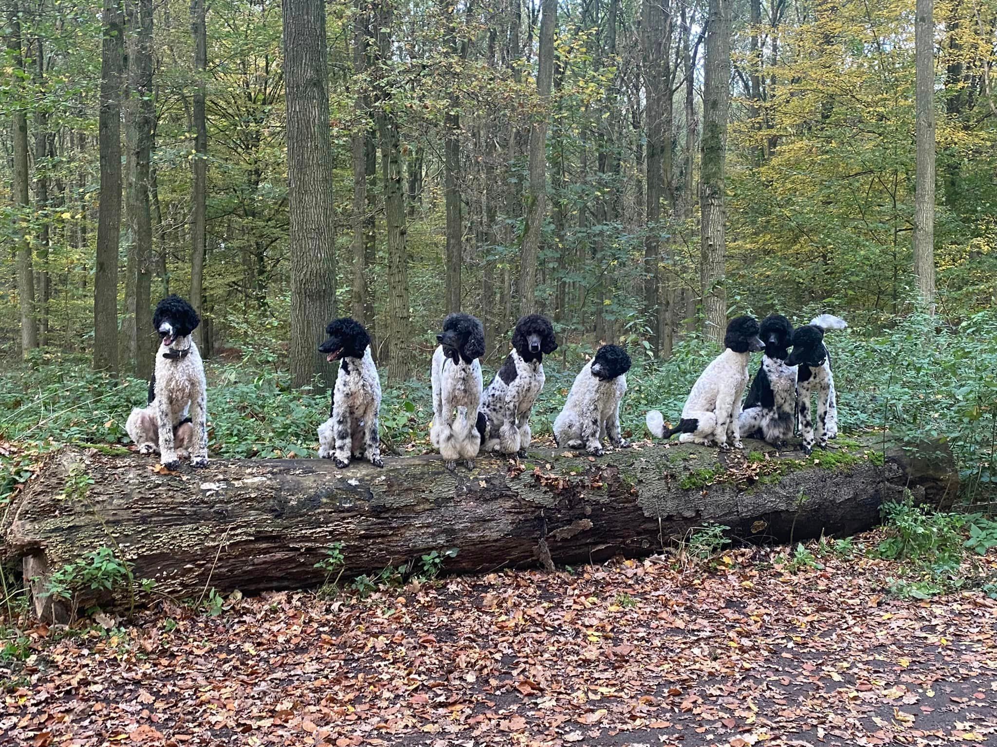 Des Pudels Wurftreffen.