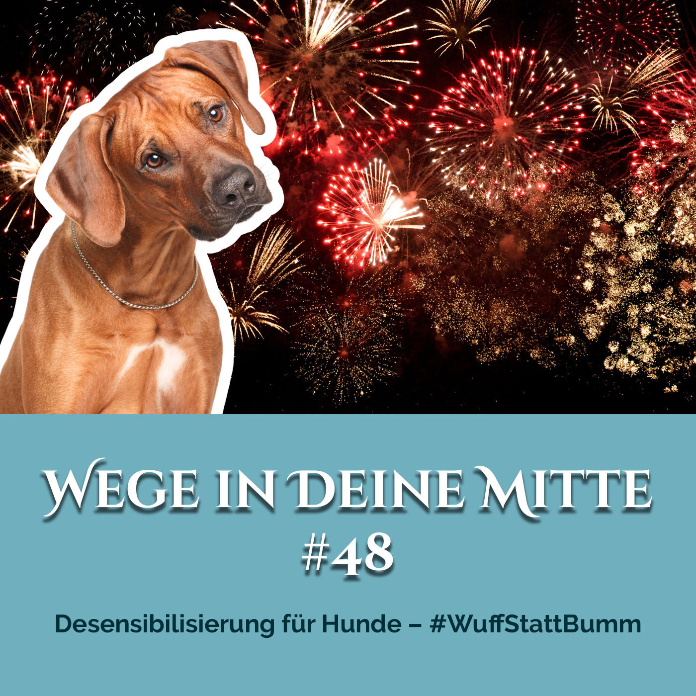 Desensibilisierung für Hunde – #WuffStattBumm (Episode 48)