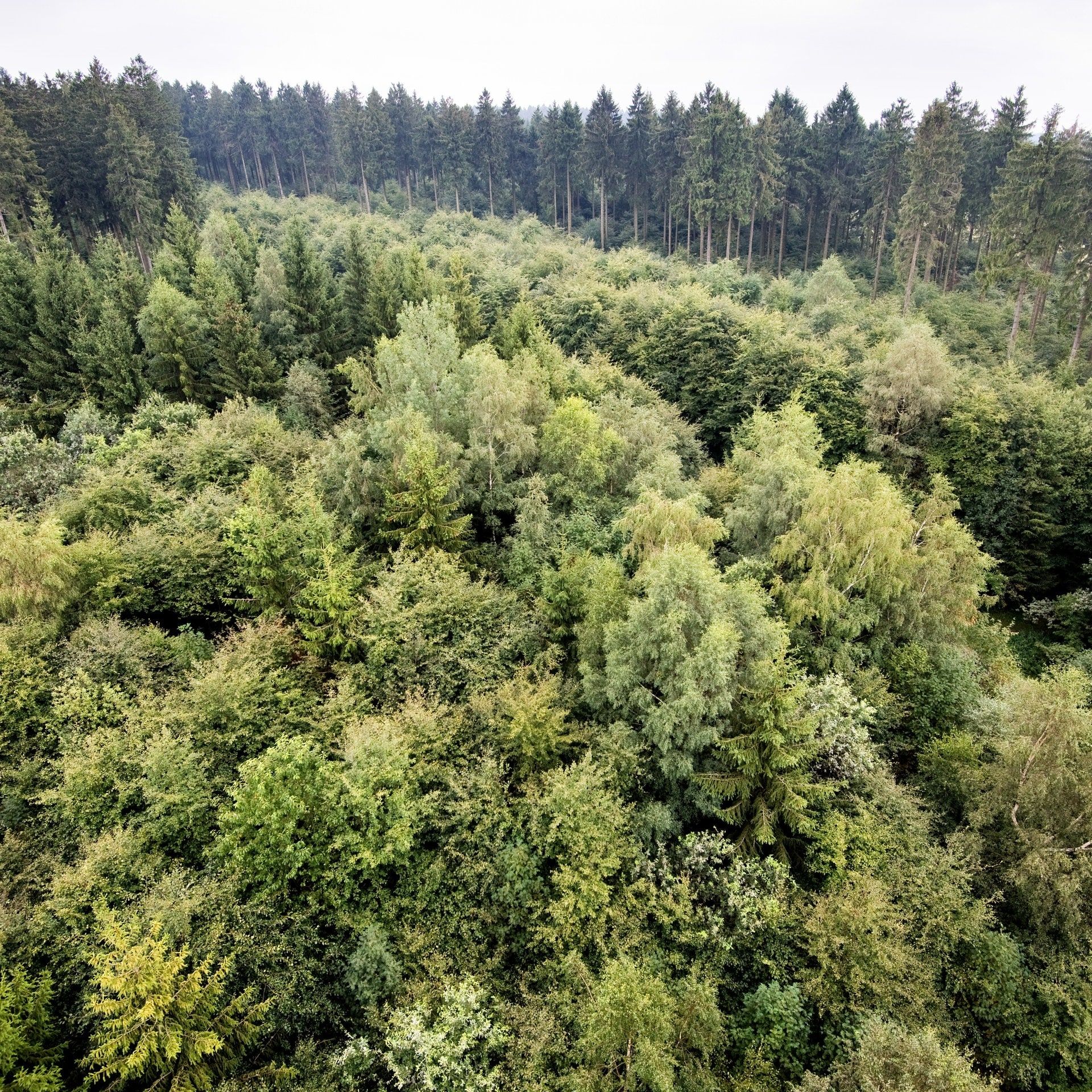 Deutsche Waldtage: Waldschutz in der Bundespolitik