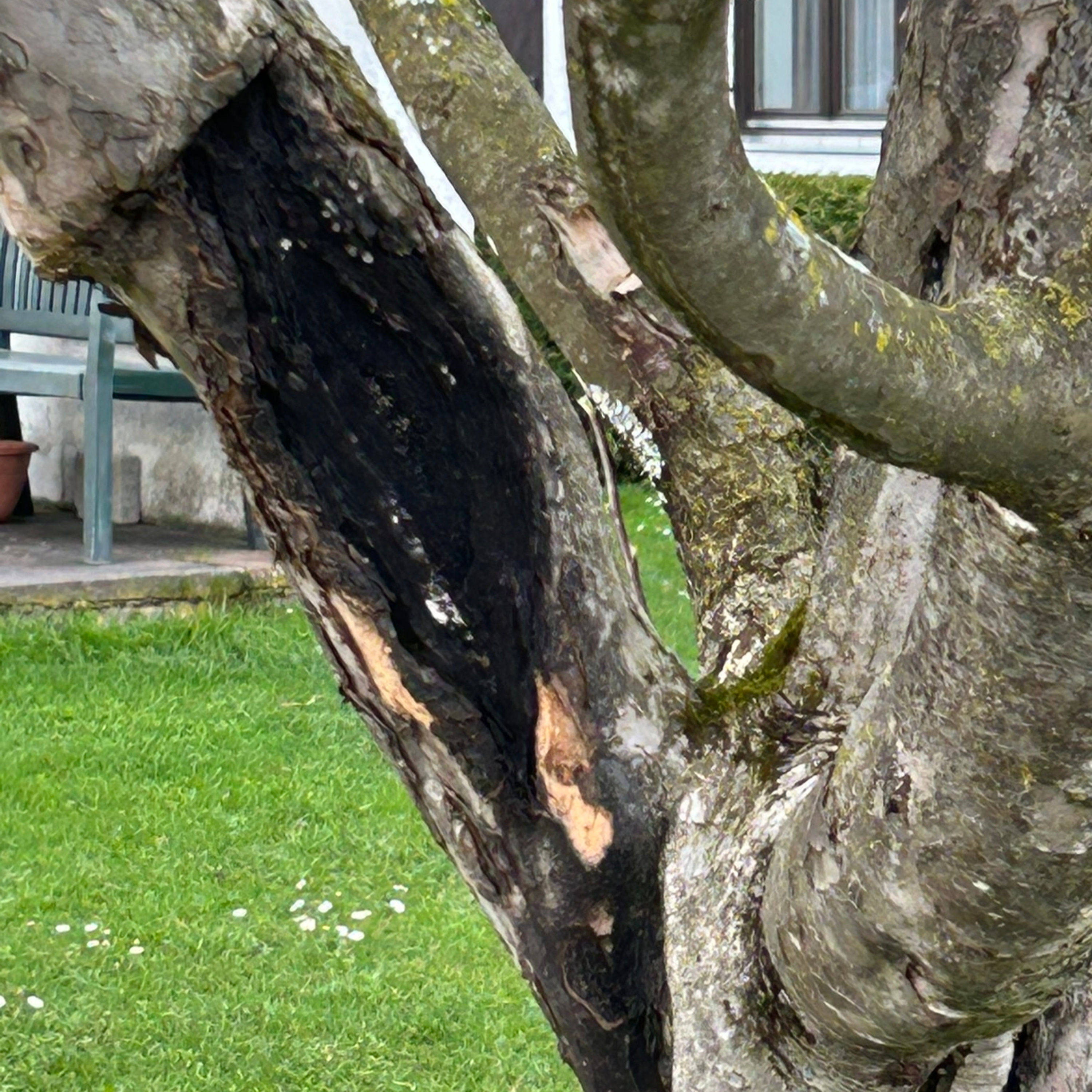 Diagnose Wucherung/Obstbaumkrebs