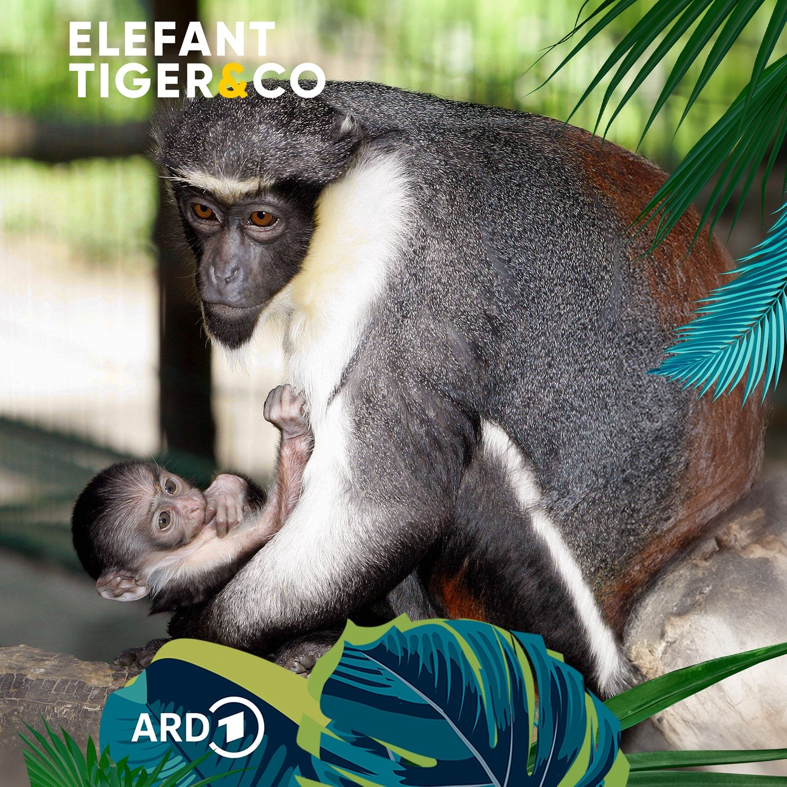 Diana Meerkatze - Primat mit Vornamen