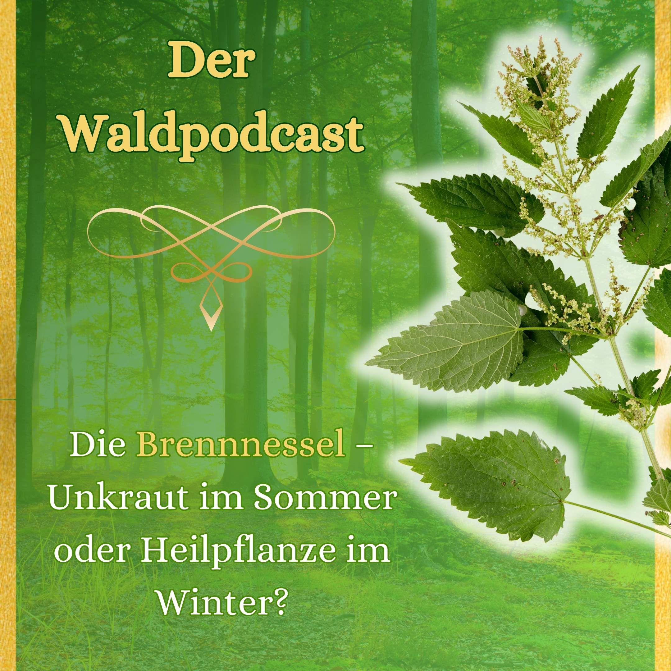 Die Brennnessel – Unkraut im Sommer und Heilpflanze im Winter?