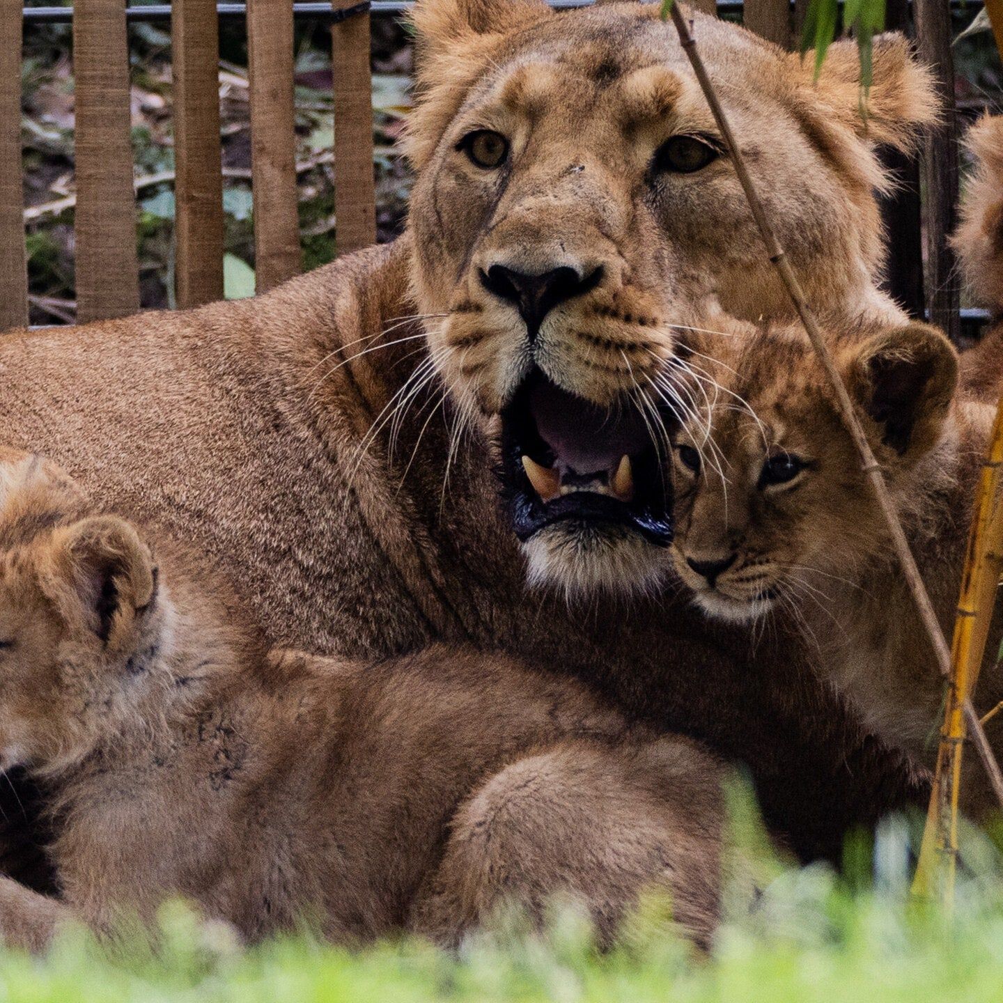 Die Debatte um die Löwenbabys im Kölner Zoo