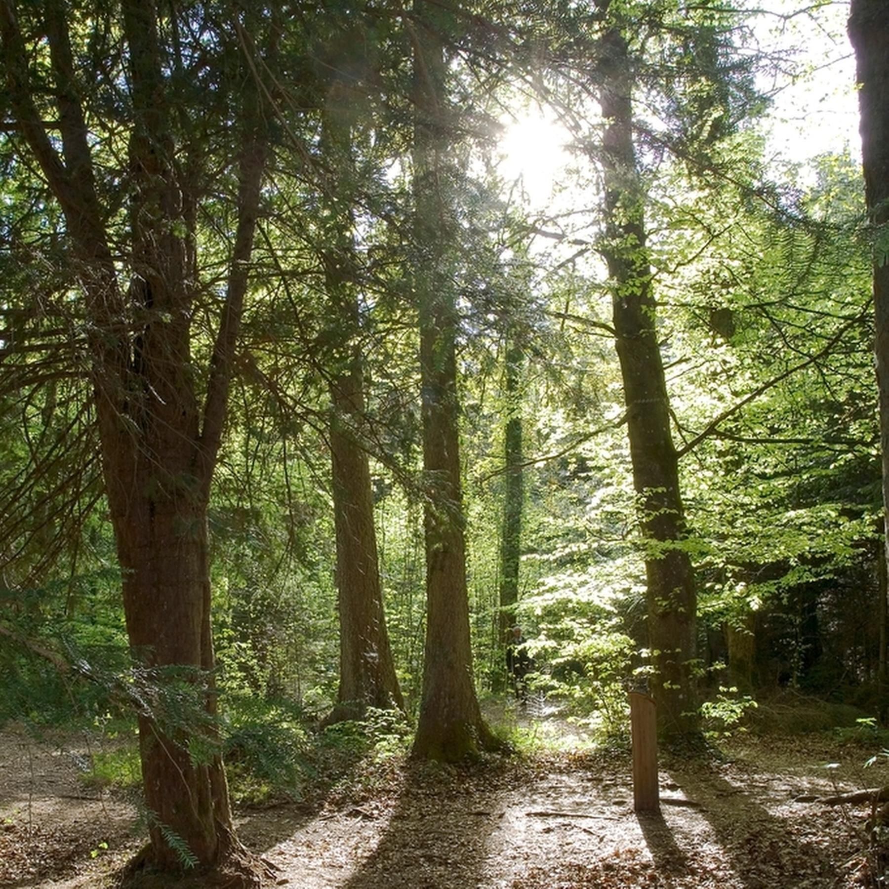 Die Eibe - Wächterin der Seele