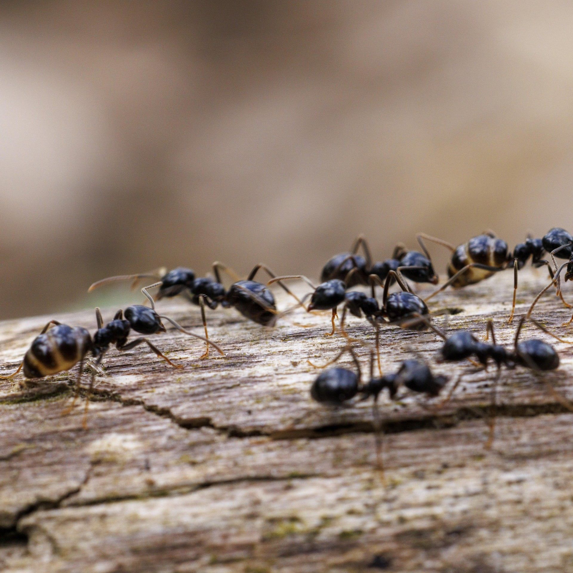 Die etwas andere Nachspeise - Ameisenjoghurt