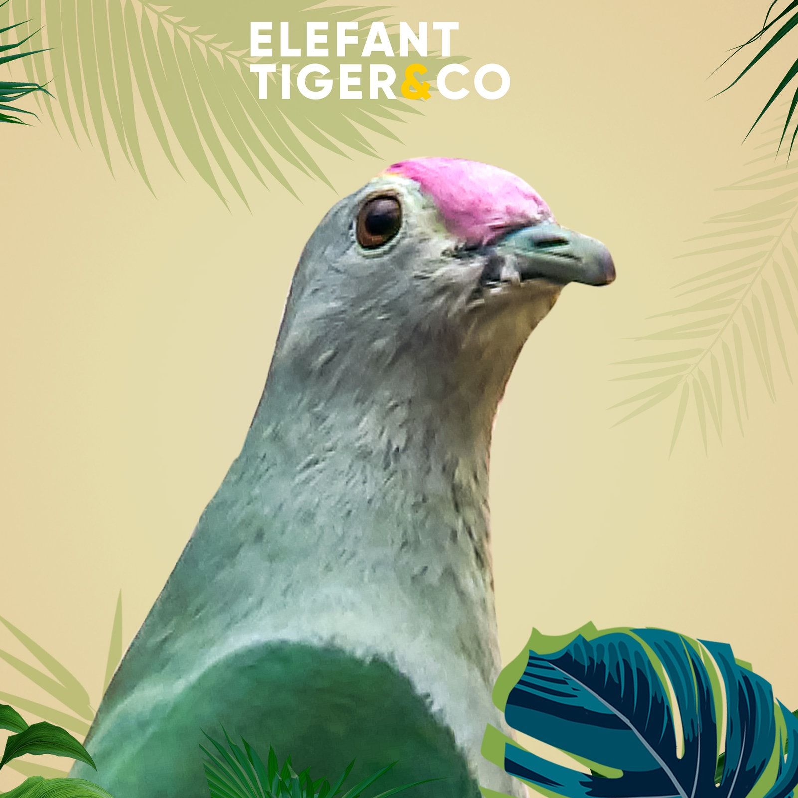 Die Fruchttaube - Liebe zum Obst