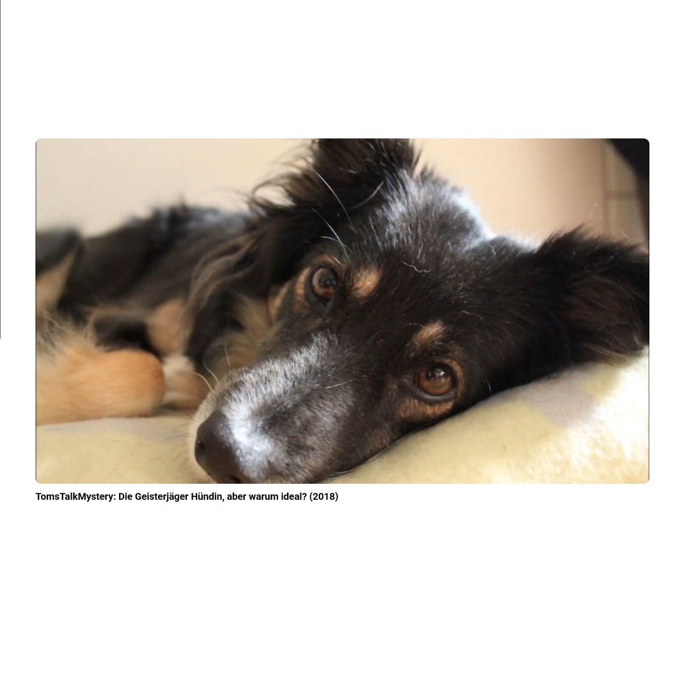 Die Geisterjäger Hündin, aber warum ideal?