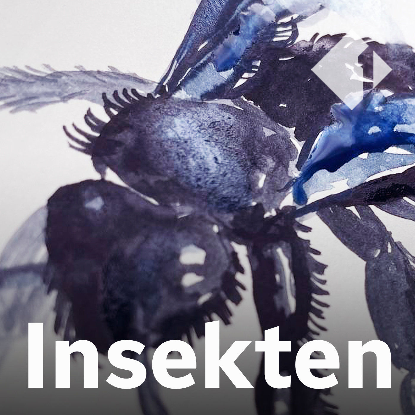 Die Große Holzbiene